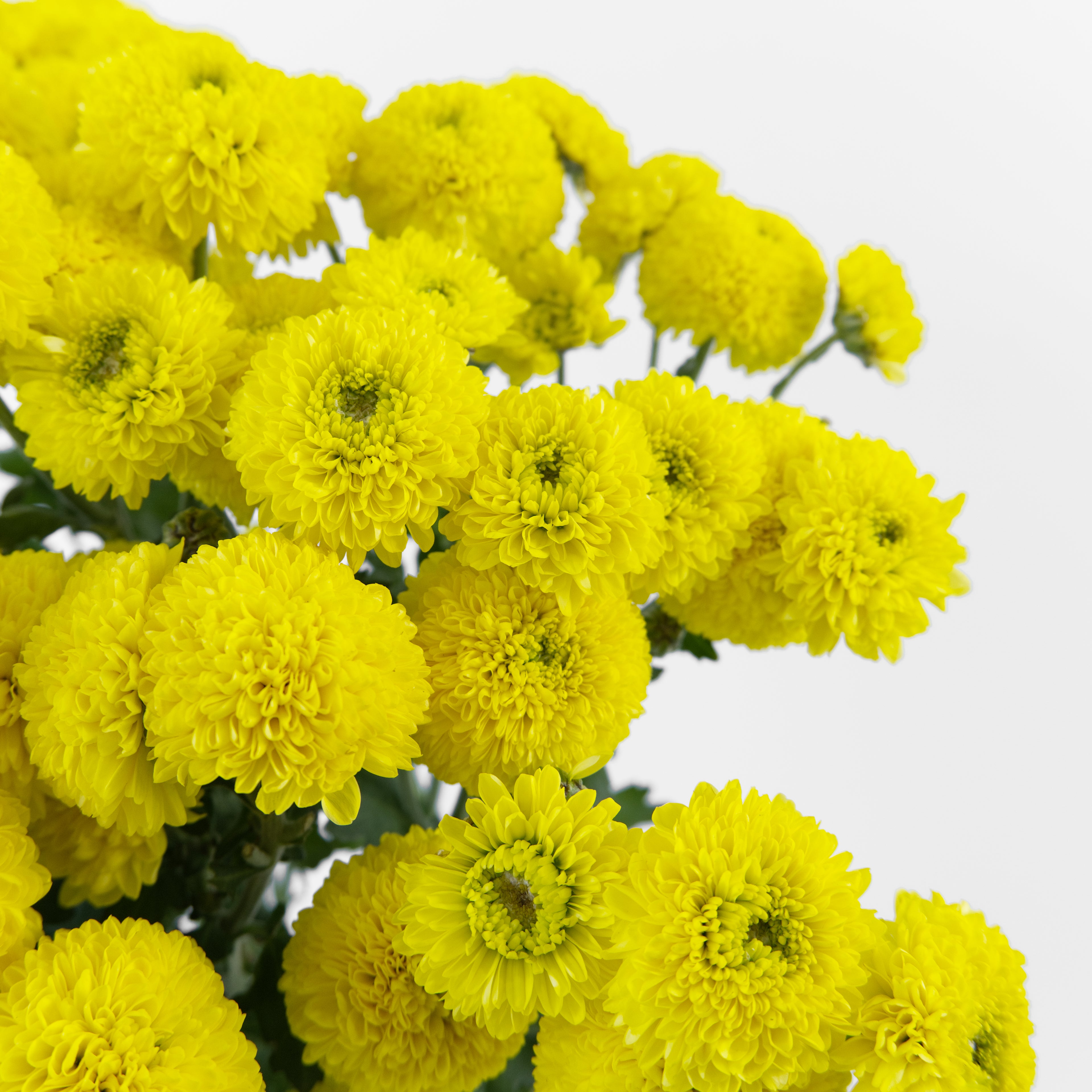 Close-up of tiny, perfect golden-yellow Calimero button chrysanthemum blooms clustered on a spray stem.