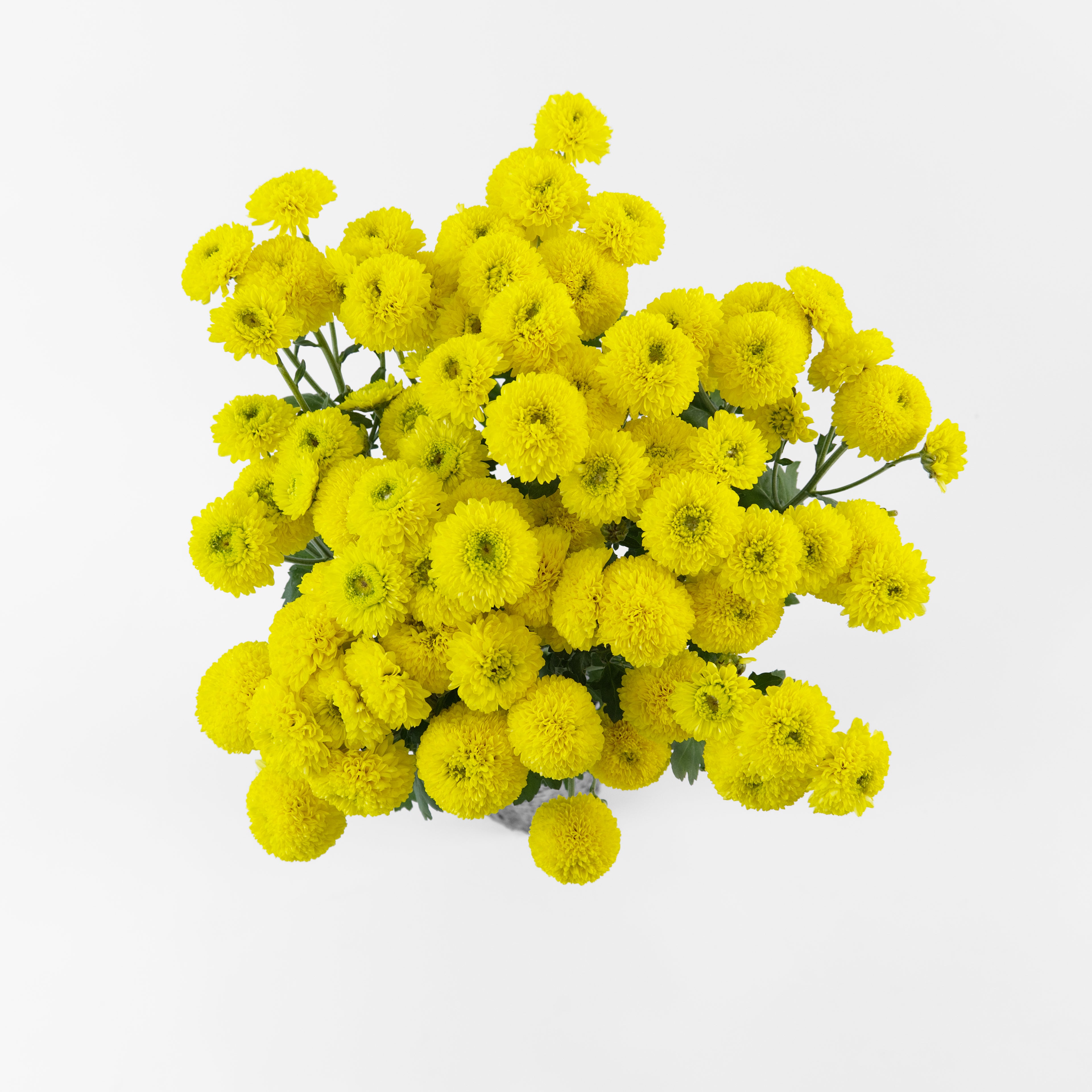 A wholesale bundle of fresh miniature yellow Calimero Button Chrysanthemum stems, prepared for shipment in Malaysia.