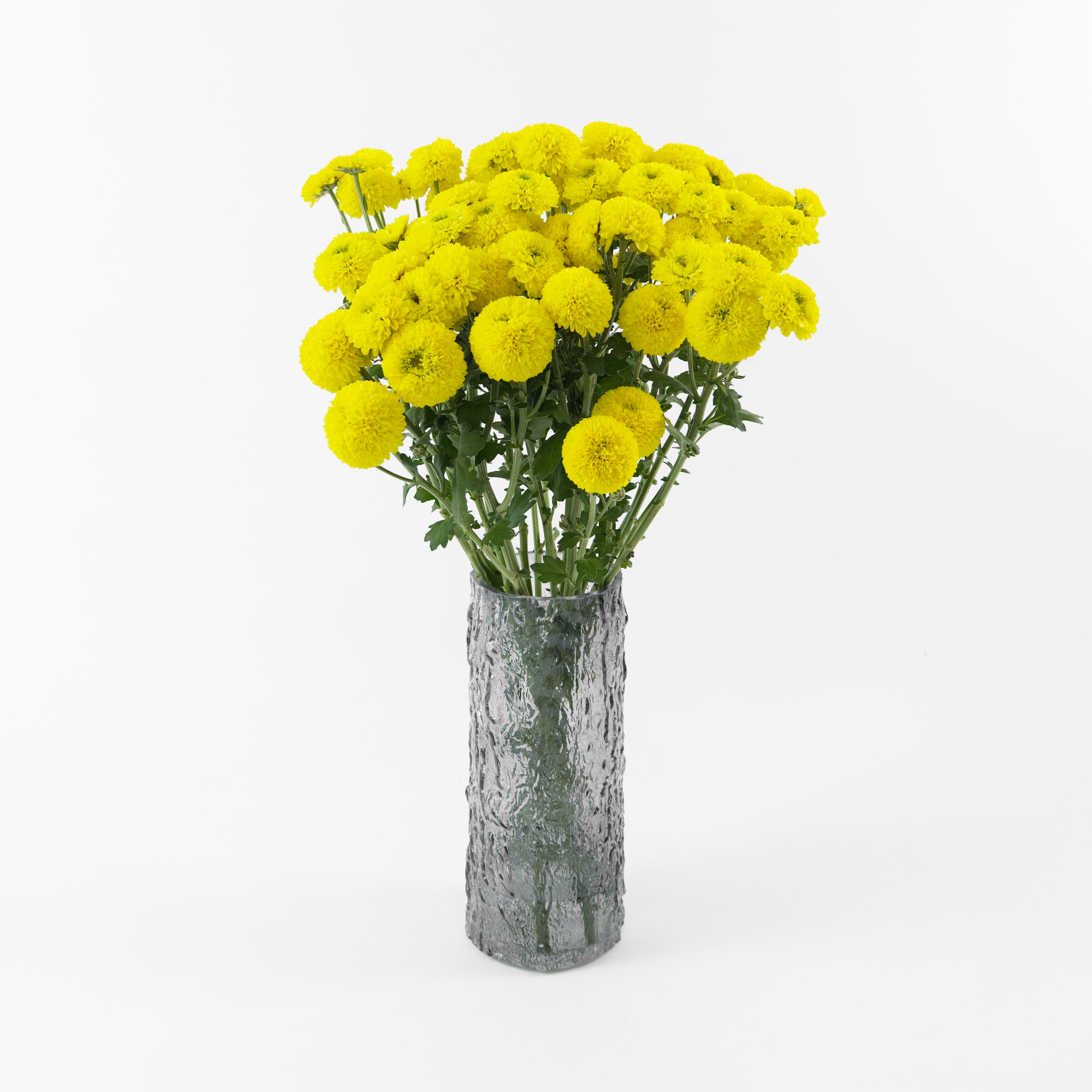 Bundles of wholesale yellow Calimero miniature button chrysanthemums kept in clean water containers inside a floral cold storage room in Kuala Lumpur.