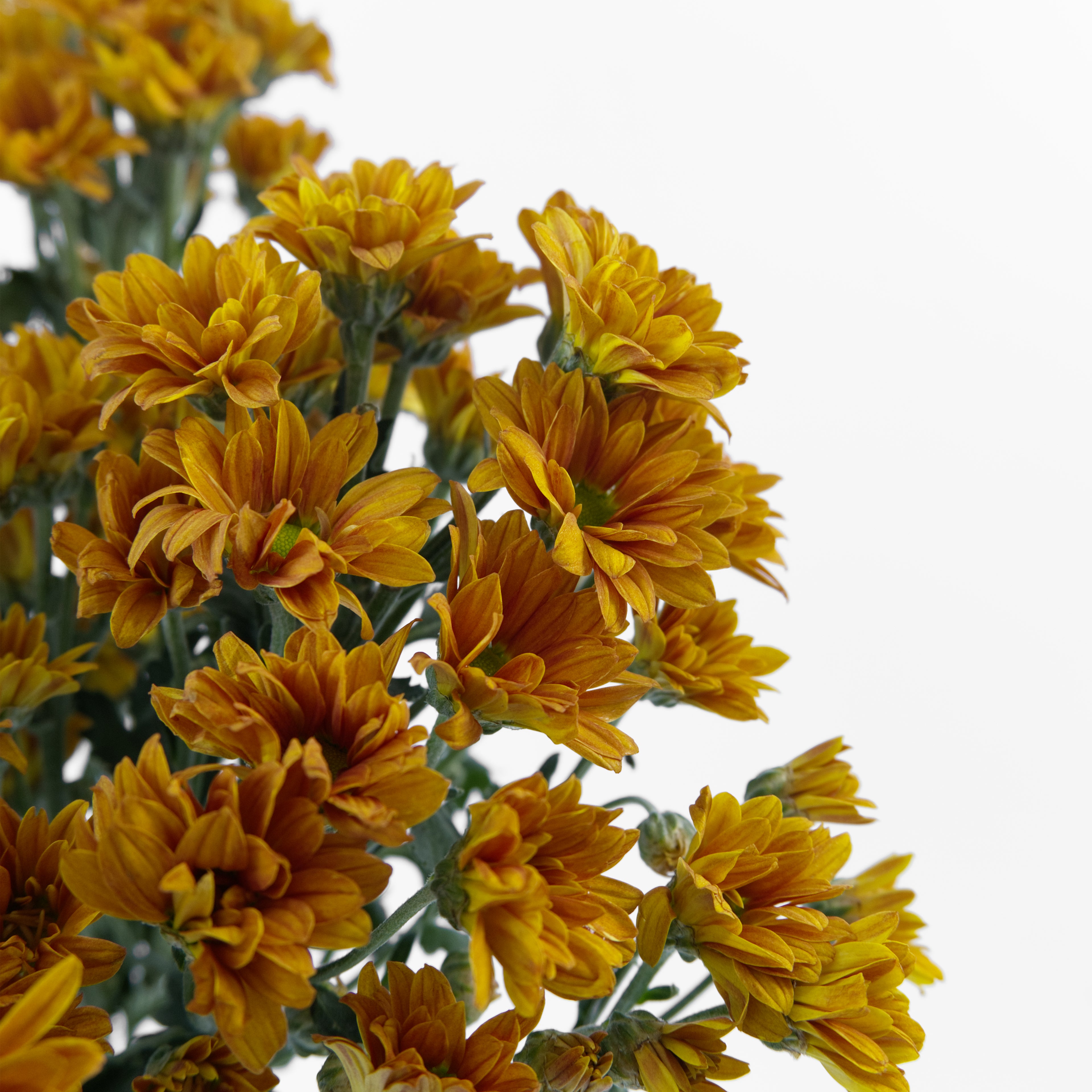 Close-up of a vibrant orange daisy pom-pom chrysanthemum bloom showing its detailed petals, available from a KL wholesale supplier.