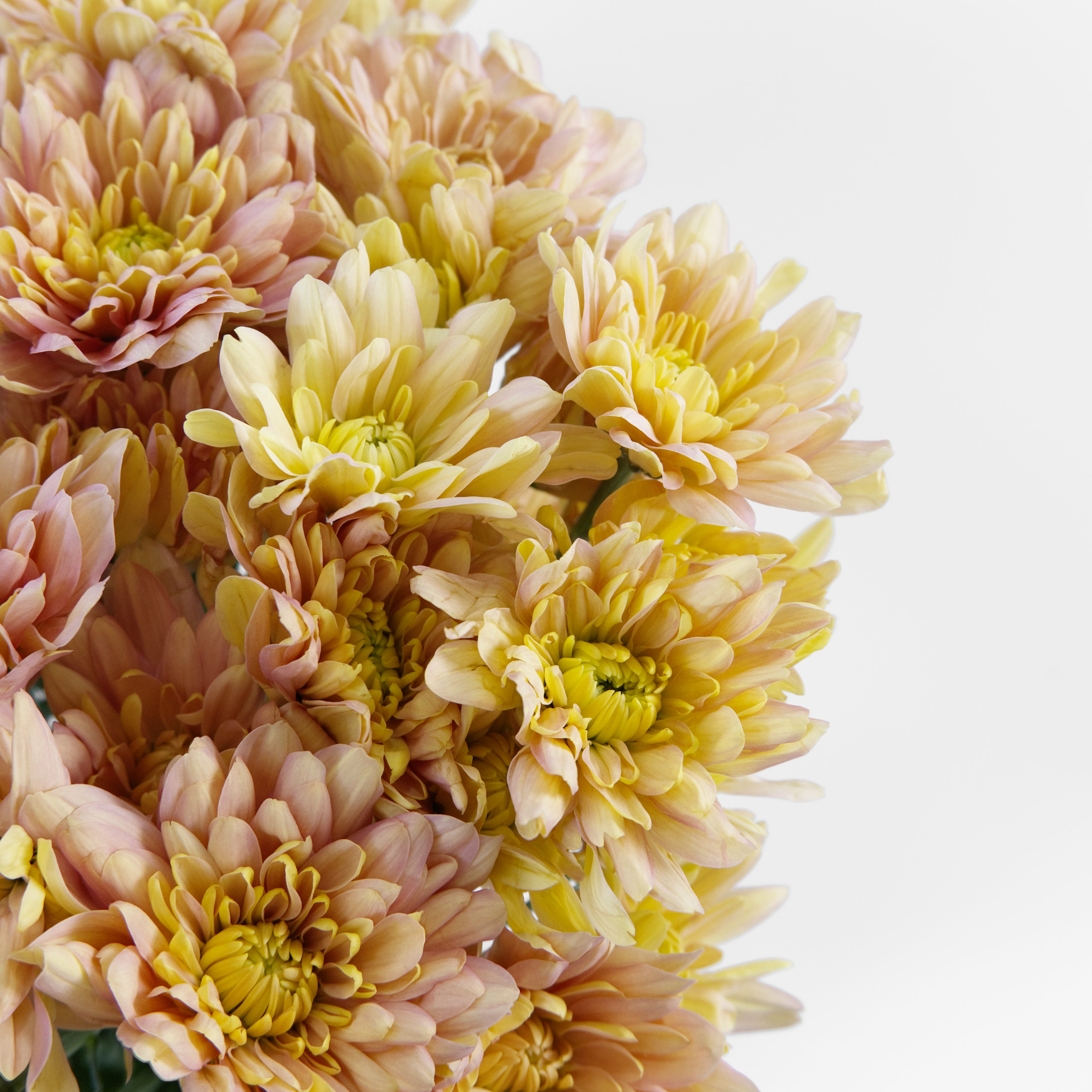 Close-up of a warm salmon pom pom chrysanthemum bloom showing its detailed peach-coral petals, available from a KL wholesale supplier.