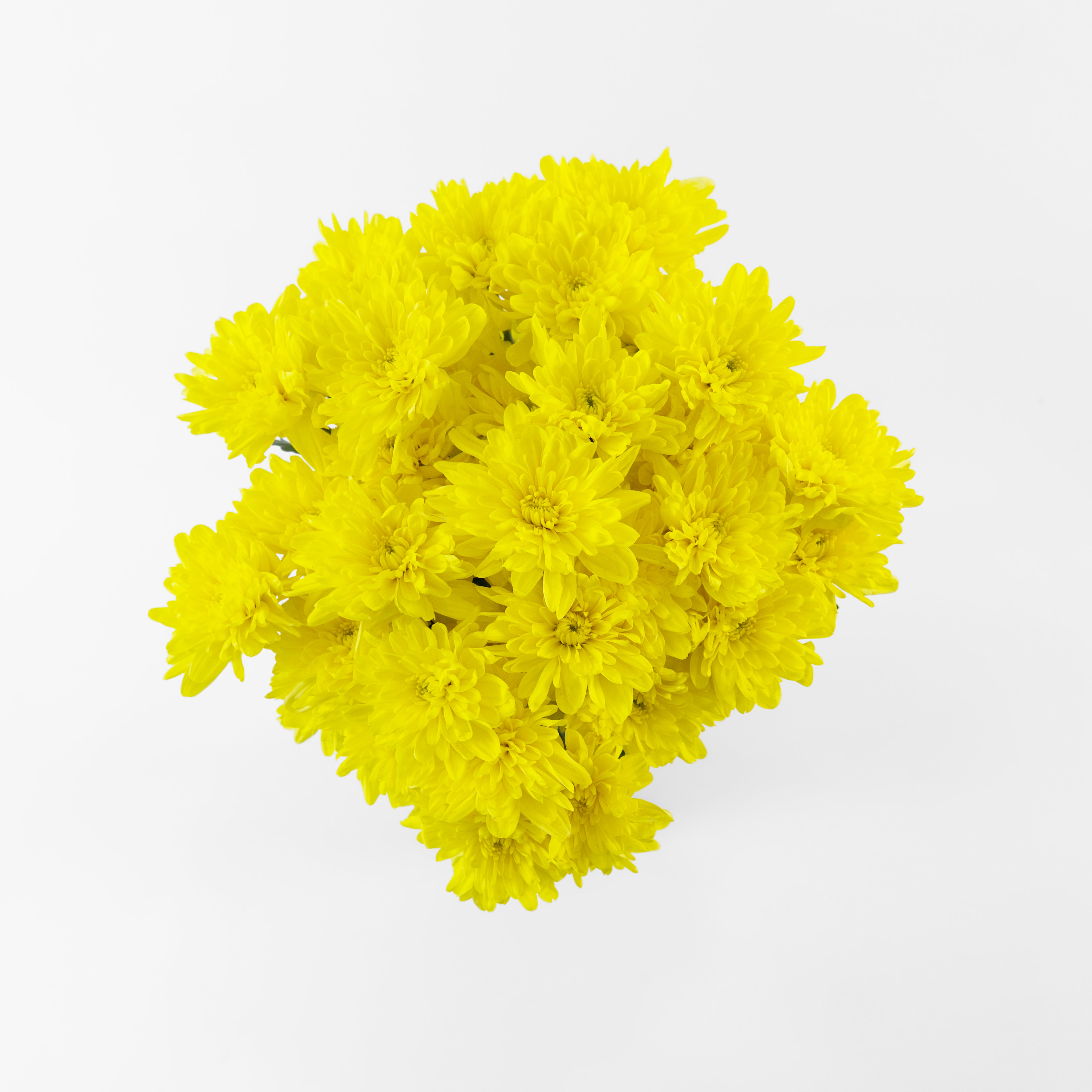 A wholesale bundle of fresh yellow Chrysanthemum Pom Pom stems, prepared for shipment in Malaysia.