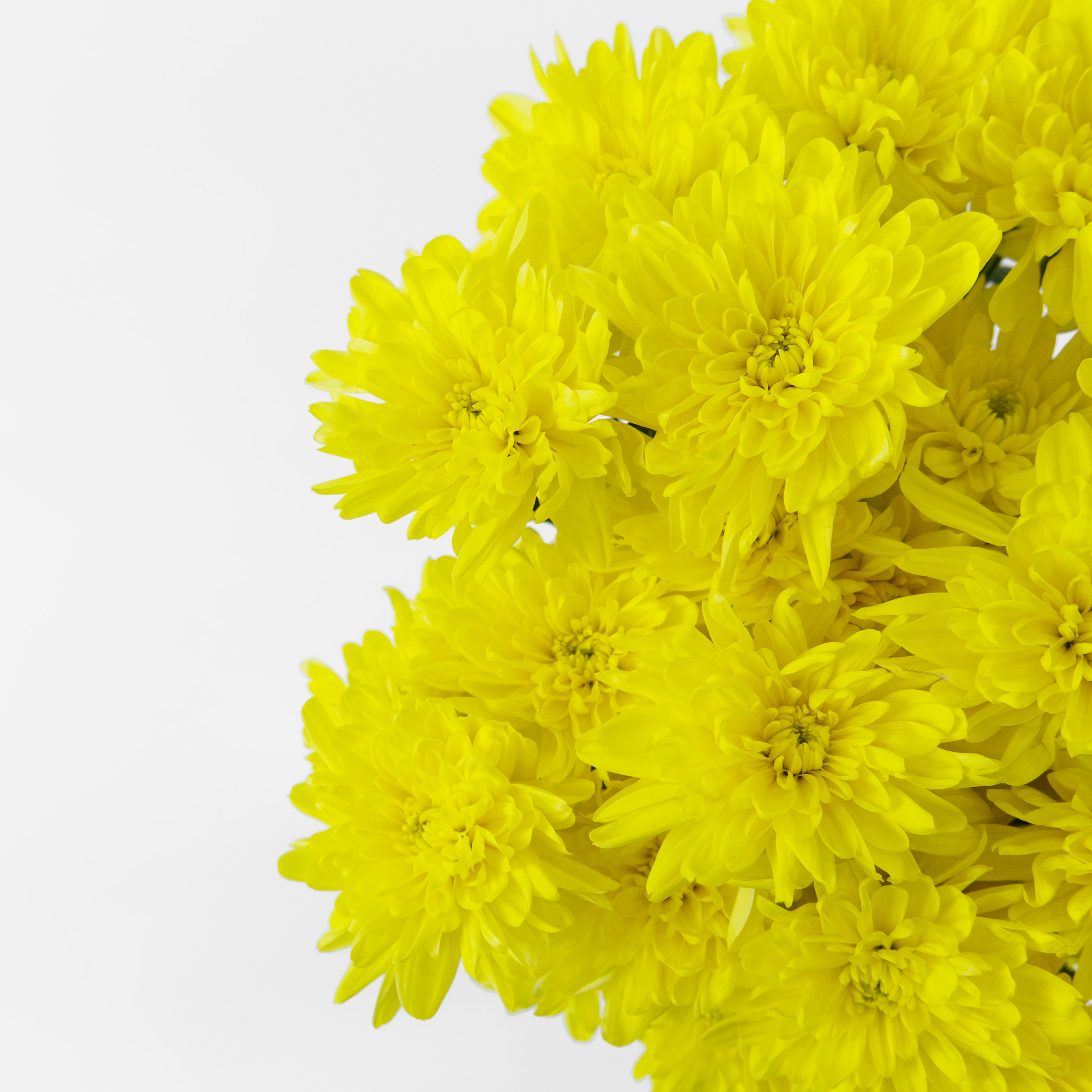 Close-up of a bright yellow pom pom chrysanthemum bloom showing its dense, ball-shaped petals, available from a KL wholesale supplier.