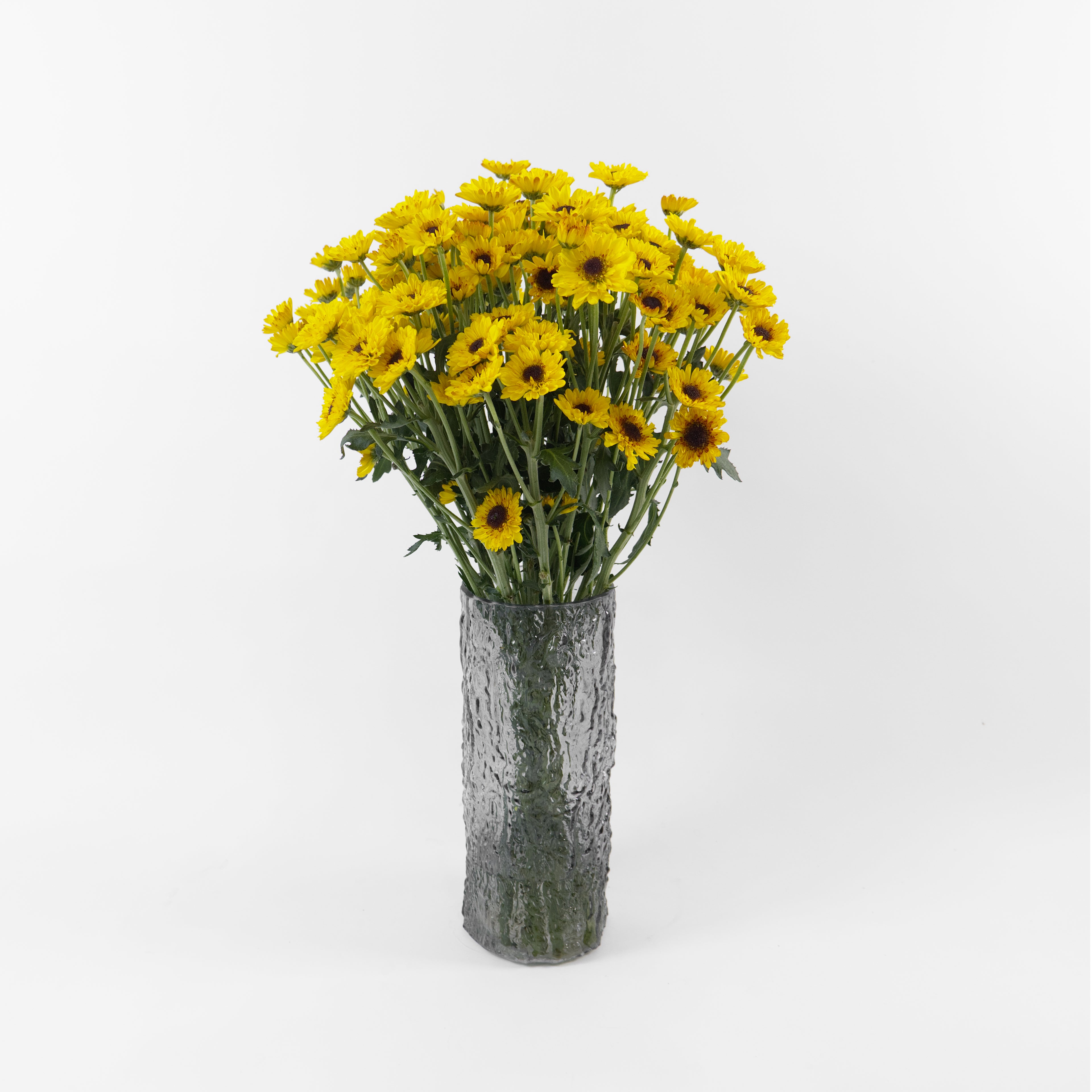 Bundles of wholesale mini yellow button chrysanthemums stored in deep water buckets inside a floral cold room in Kuala Lumpur.