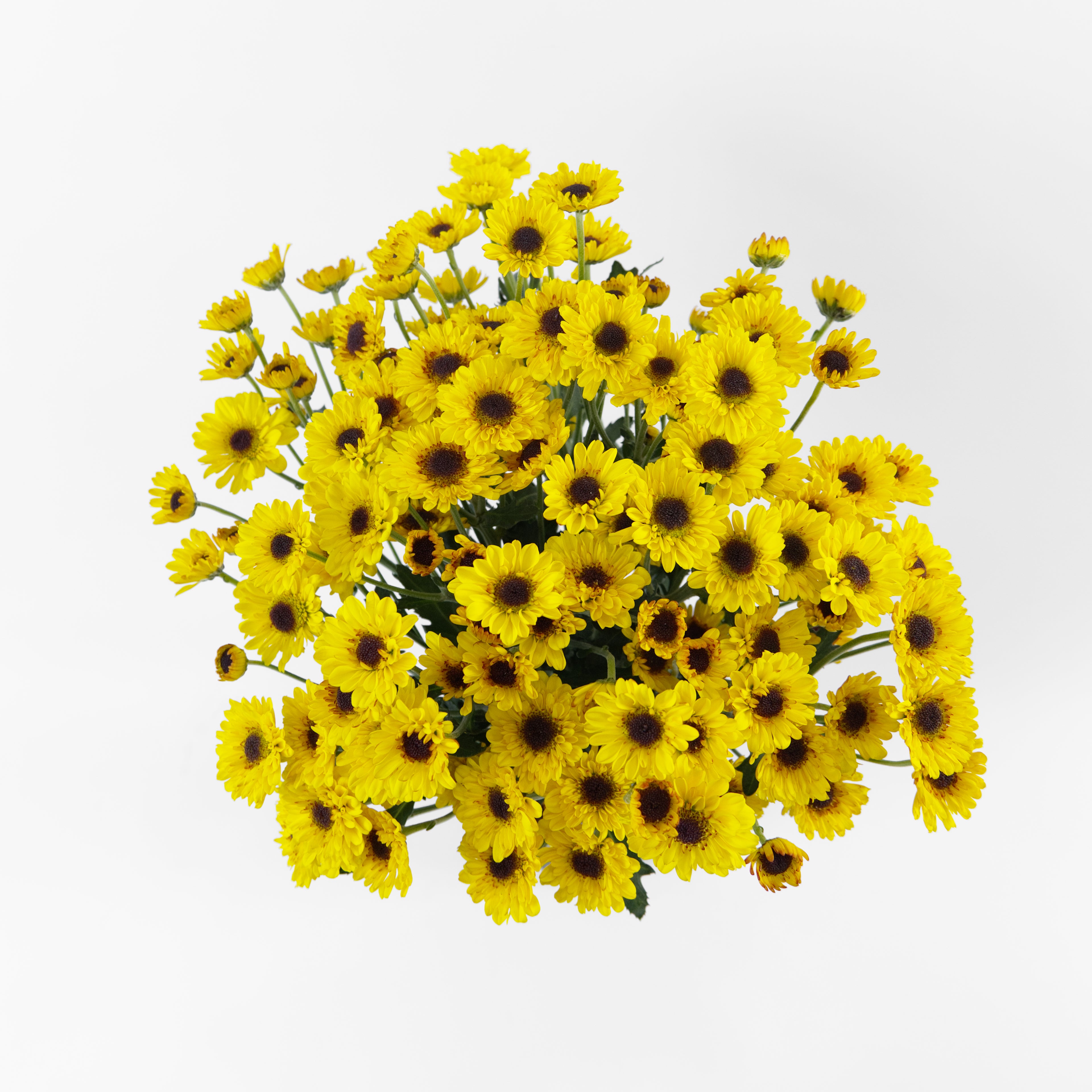 A wholesale bundle of fresh mini yellow button-style Chrysanthemum Pom Pom stems, prepared for shipment in Malaysia.