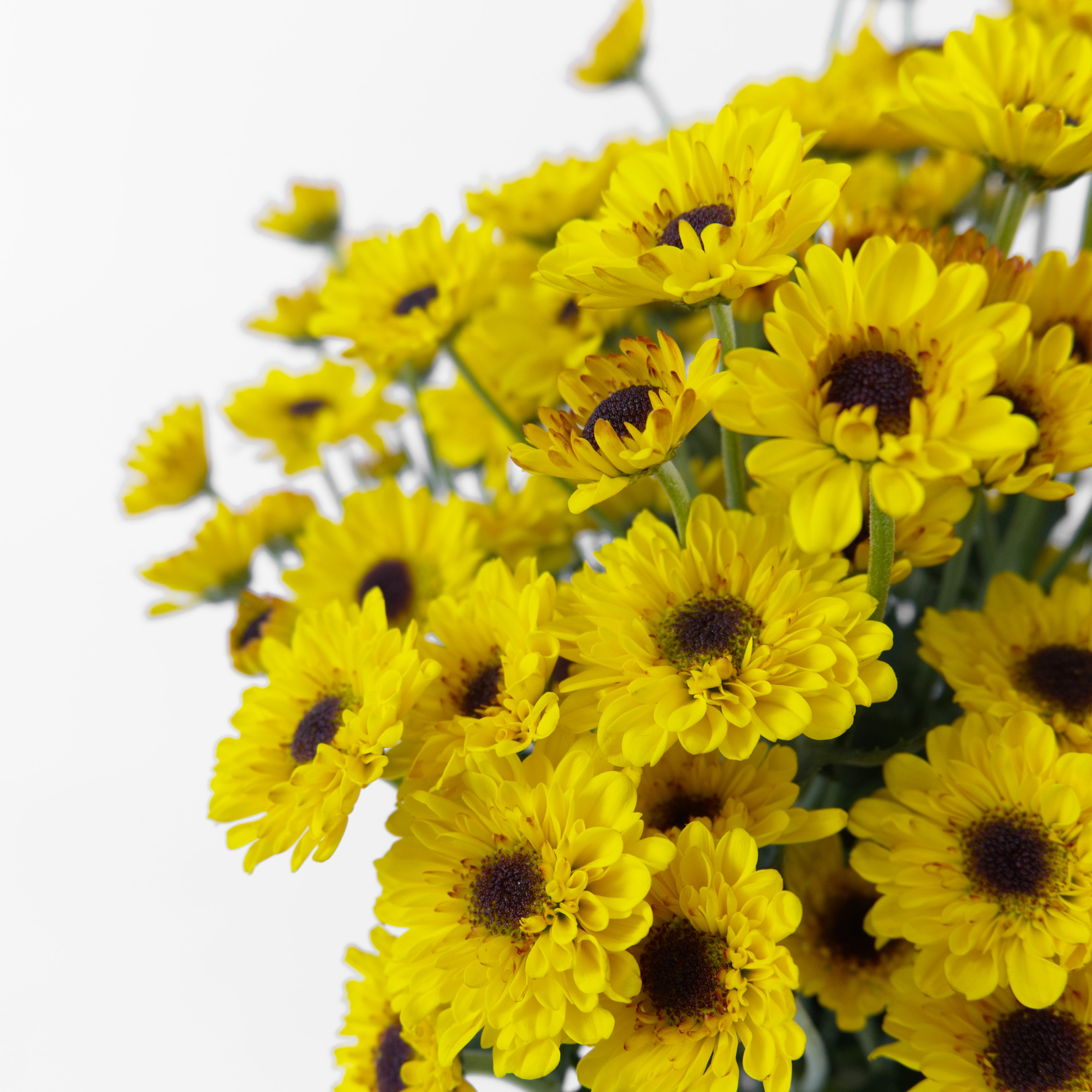 Close-up of a cluster of mini yellow pom pom chrysanthemum blooms showing their dense, spherical button shape.