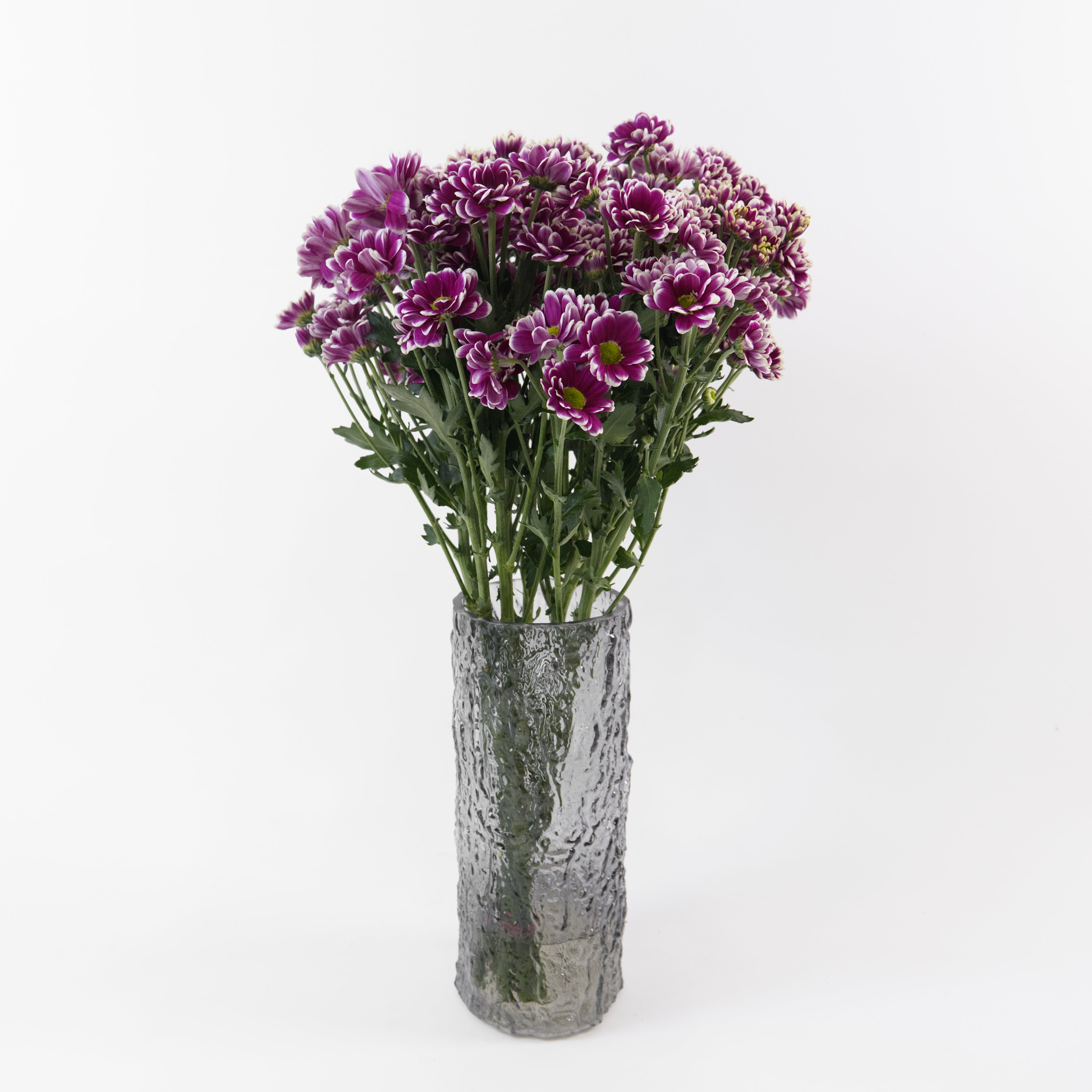 Bundles of wholesale purple-white spray chrysanthemums kept in clean water containers inside a floral cold room in Kuala Lumpur.