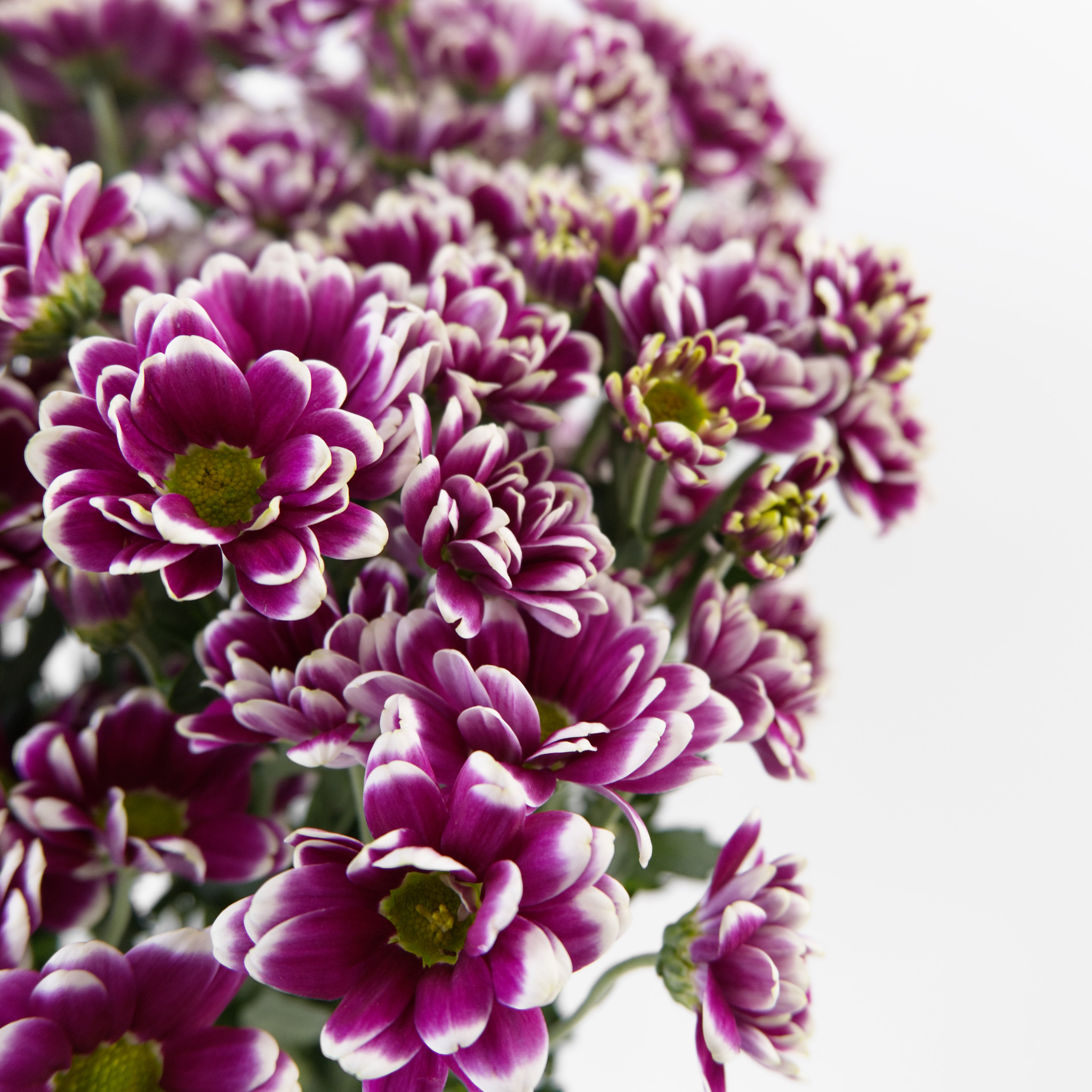Close-up of a purple and white pom pom chrysanthemum bloom showing its detailed bicolor petals, available from a KL wholesale supplier.