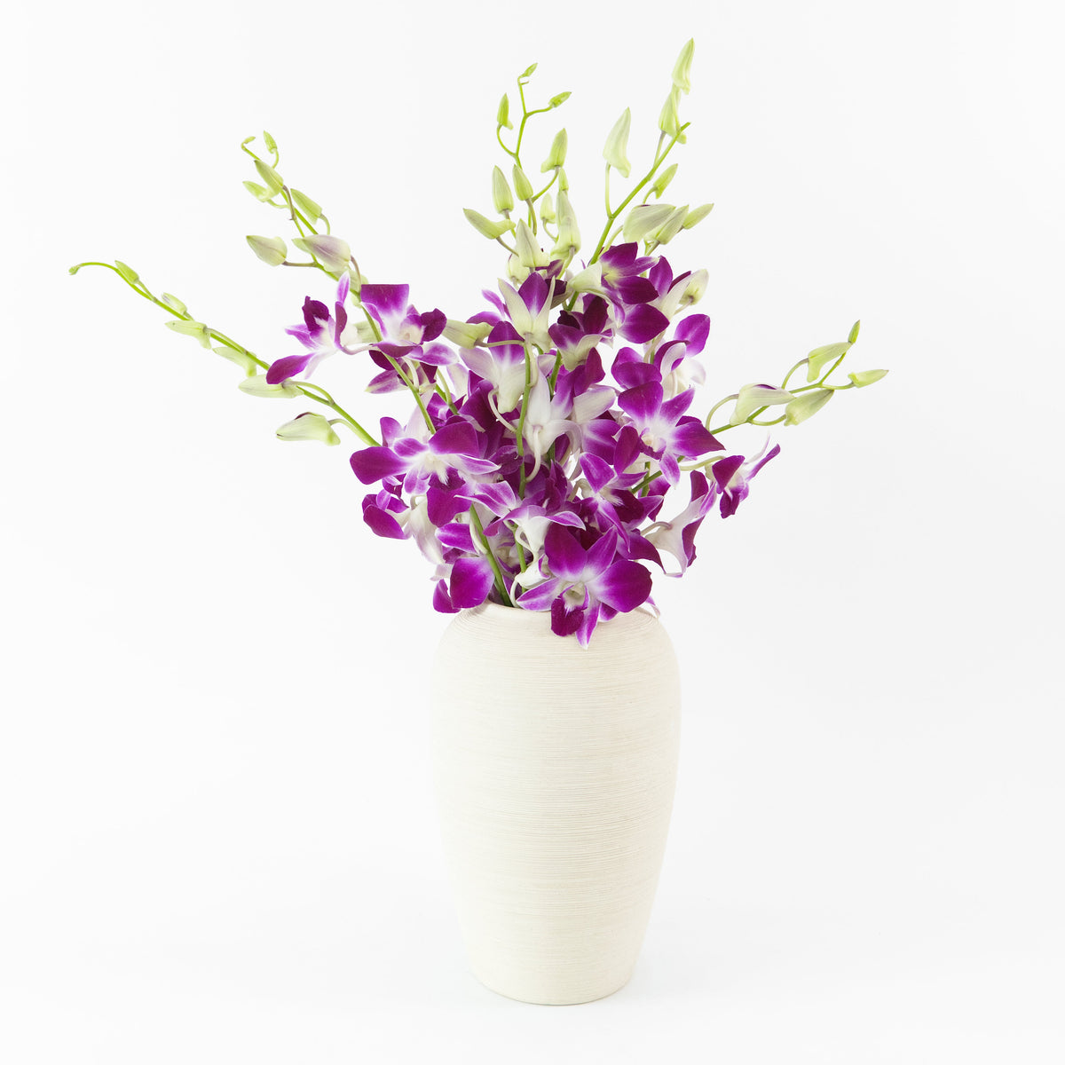 Orchid - Bon Malaysia