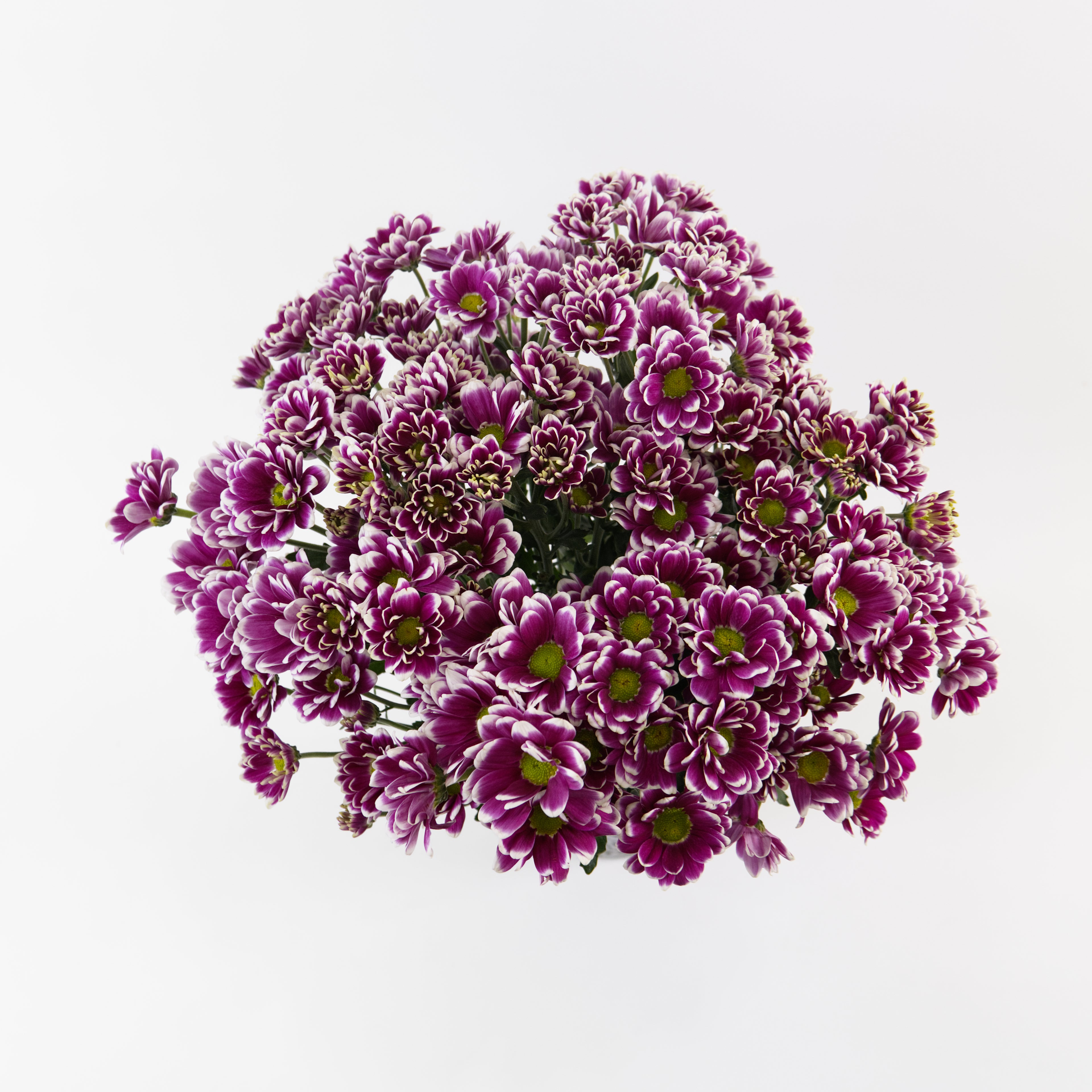 A wholesale bundle of fresh purple and white daisy-type Chrysanthemum Pom Pom stems, prepared for shipment in Malaysia.