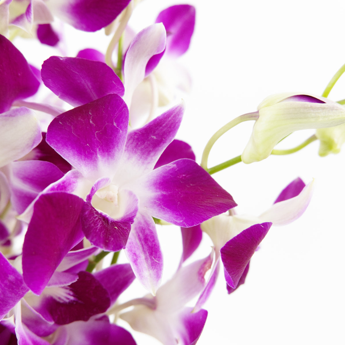 Orchid - Bon Malaysia