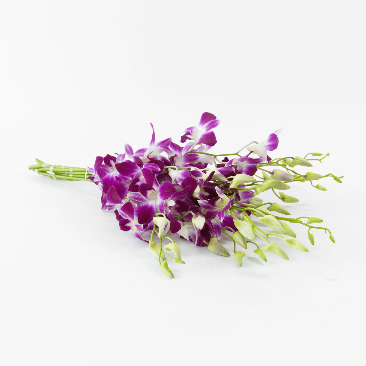 Orchid - Bon Malaysia