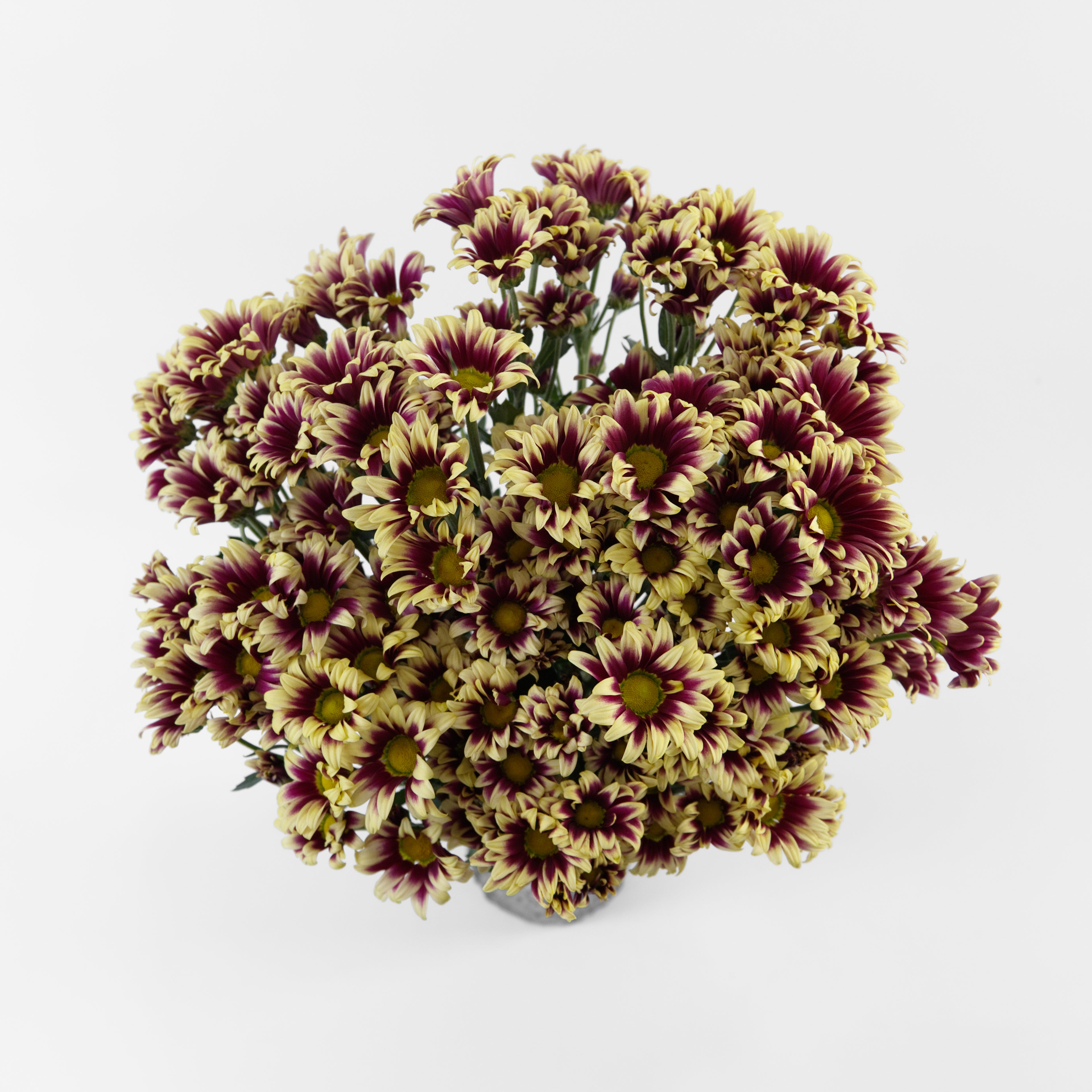  A wholesale bundle of fresh bicolor red and yellow daisy-type Chrysanthemum Pom Pom stems, prepared for delivery in Malaysia.