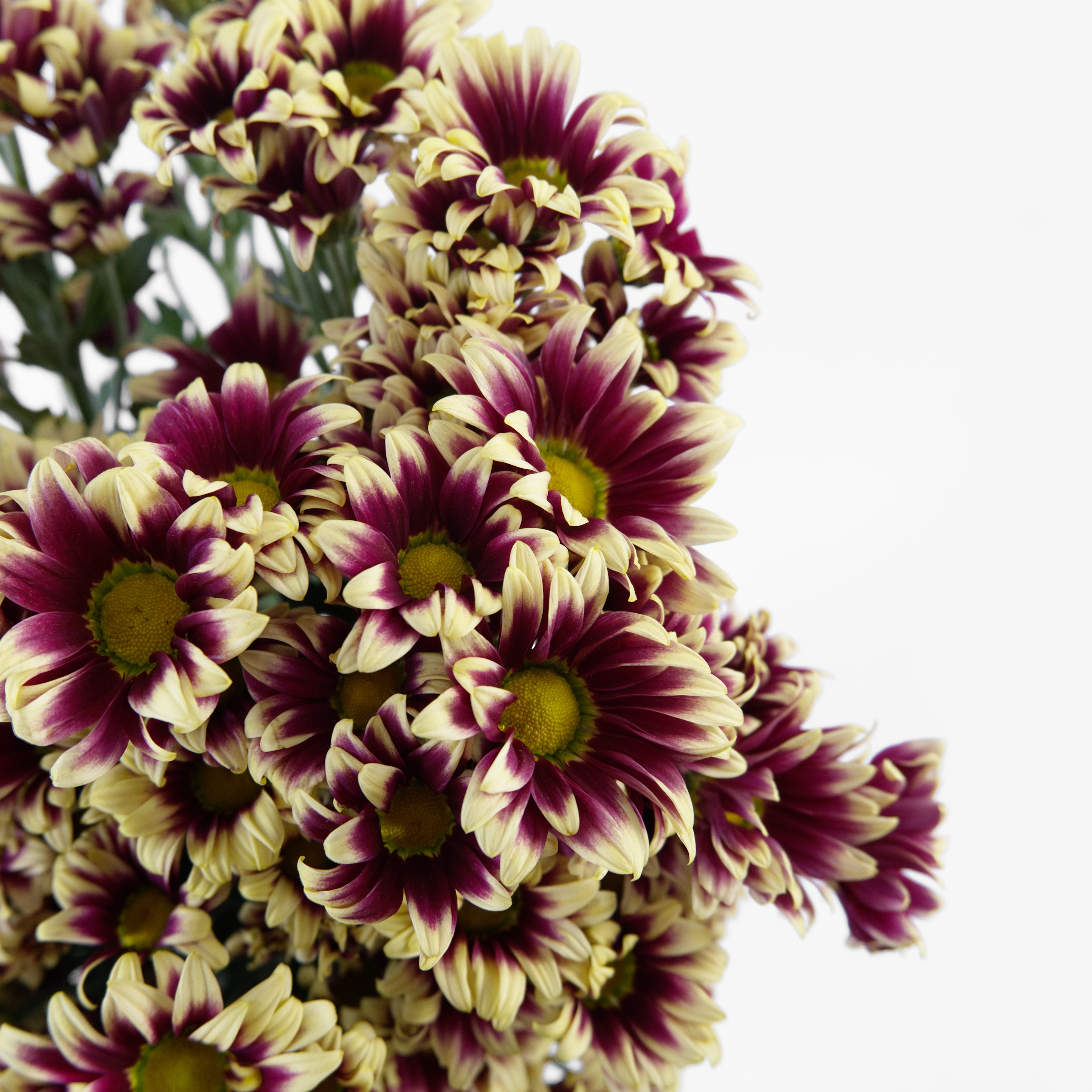 Close-up of a red and yellow tone pom pom chrysanthemum bloom showing its detailed, vibrant petals and daisy shape.