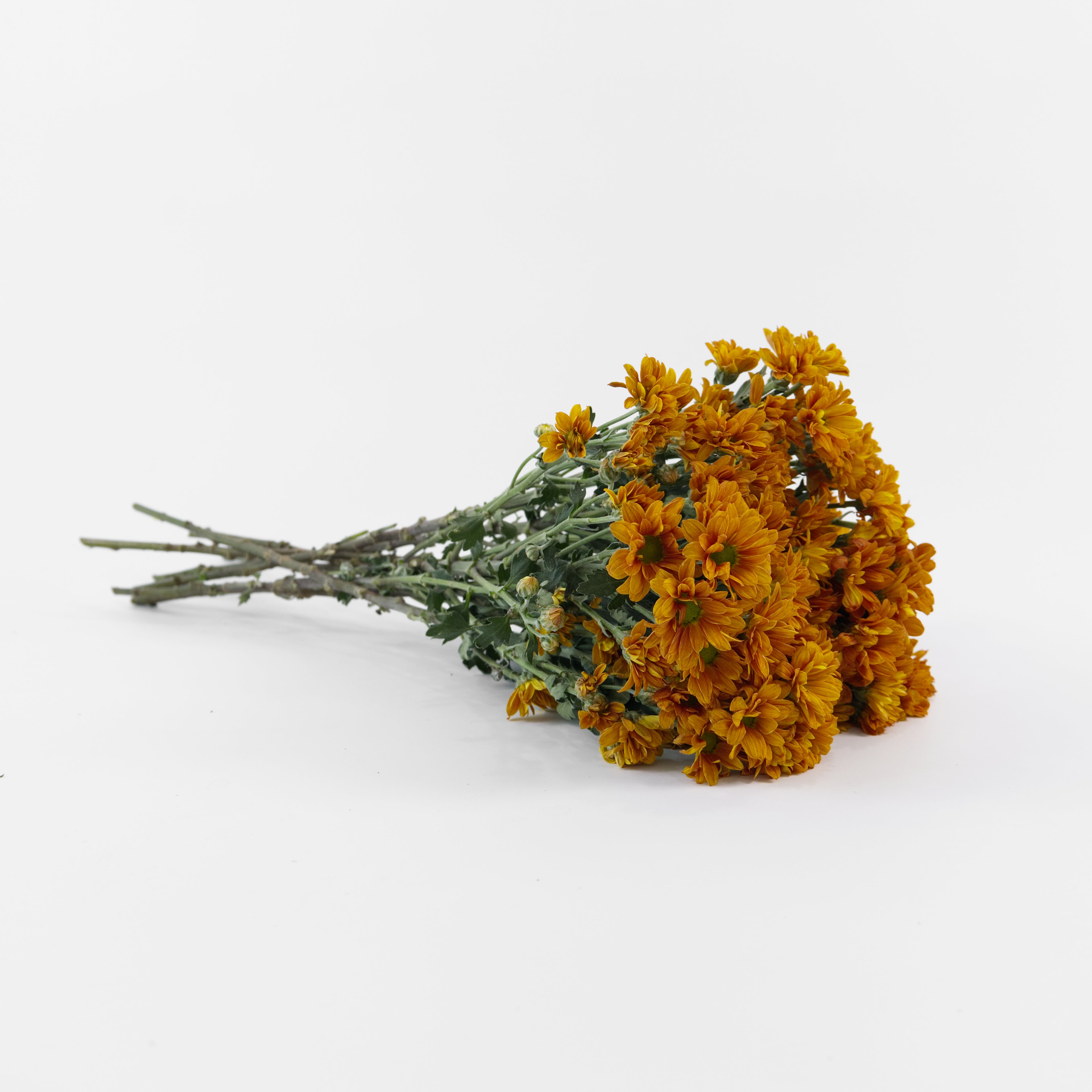 A wholesale bundle of fresh orange Daisy Chrysanthemum Pom Pom stems, prepared for shipment in Malaysia.