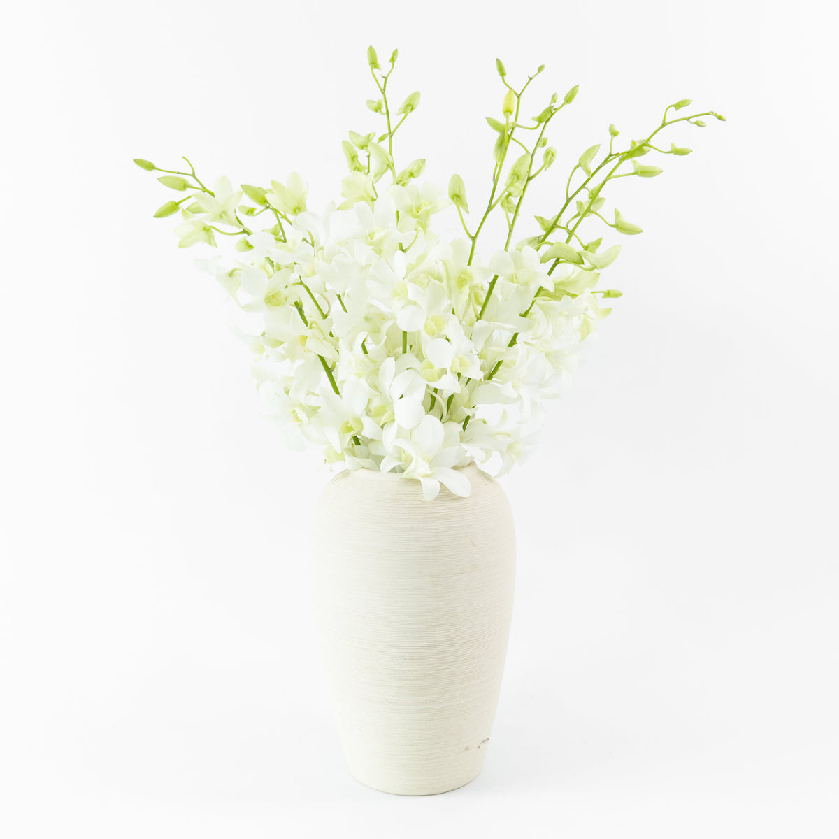 Dendrobium Orchid - White Malaysia