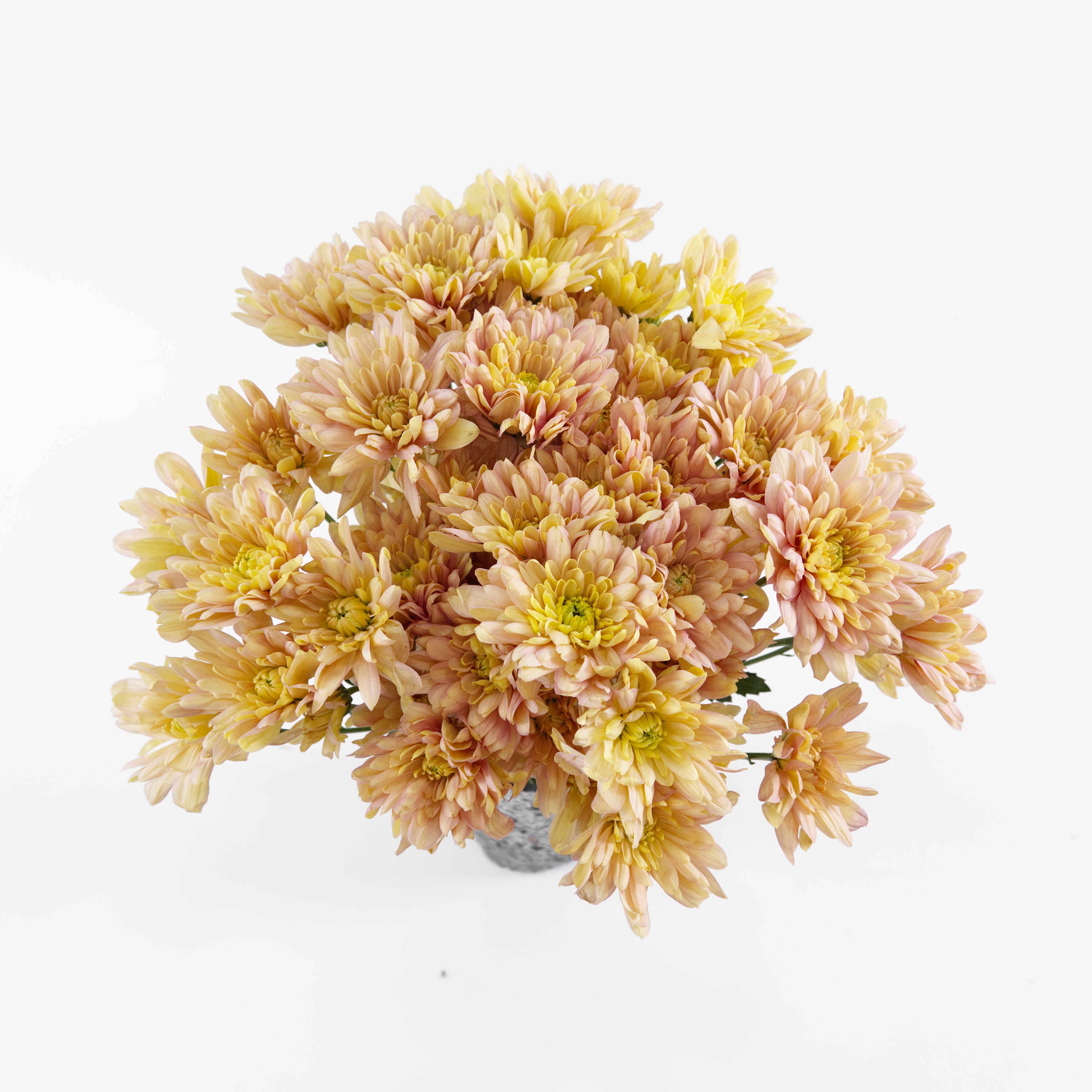 A wholesale bundle of fresh salmon-colored Chrysanthemum Pom Pom stems, prepared for shipment in Malaysia.