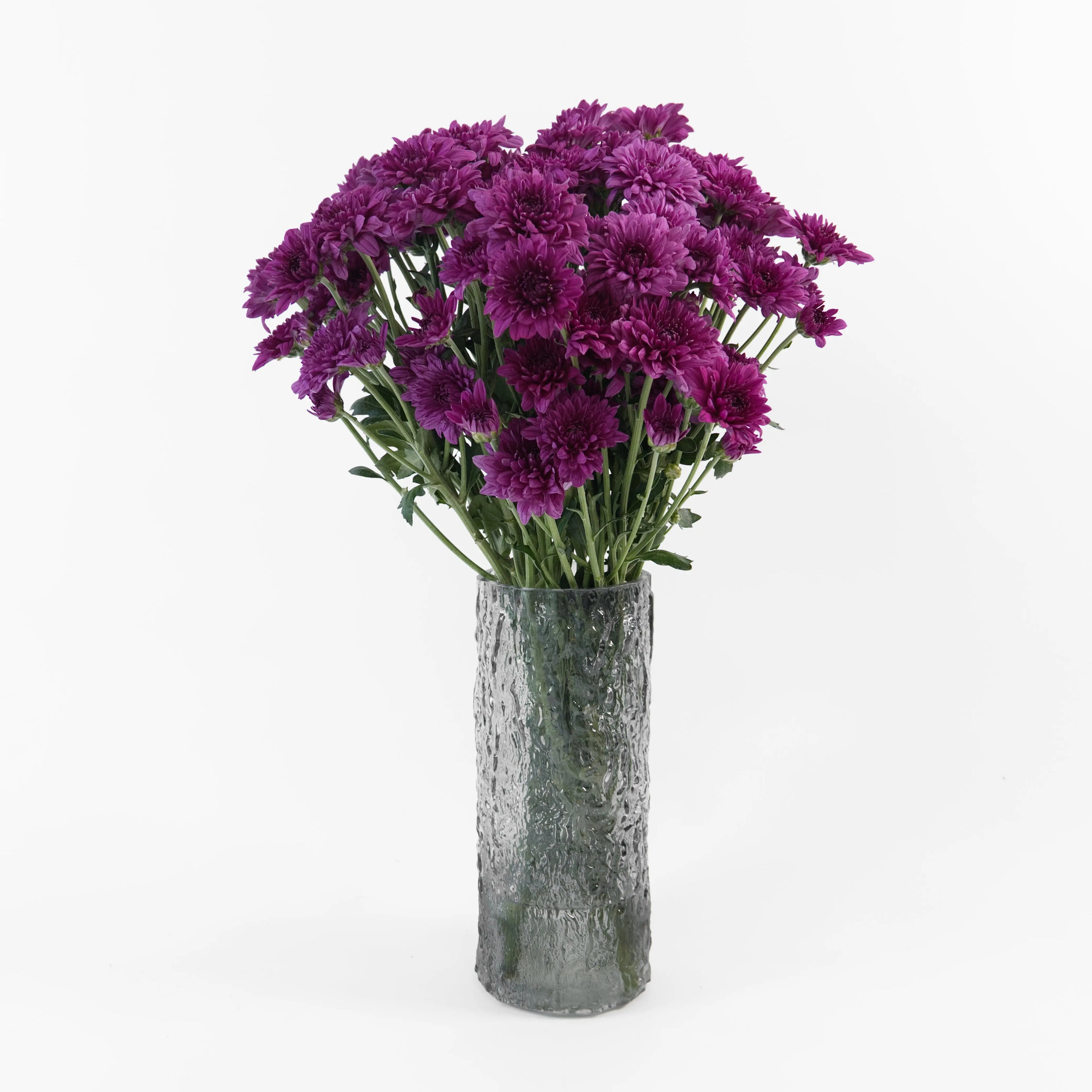 Bundles of wholesale purple spray chrysanthemums kept in clean water containers inside a floral cold storage room in Kuala Lumpur.