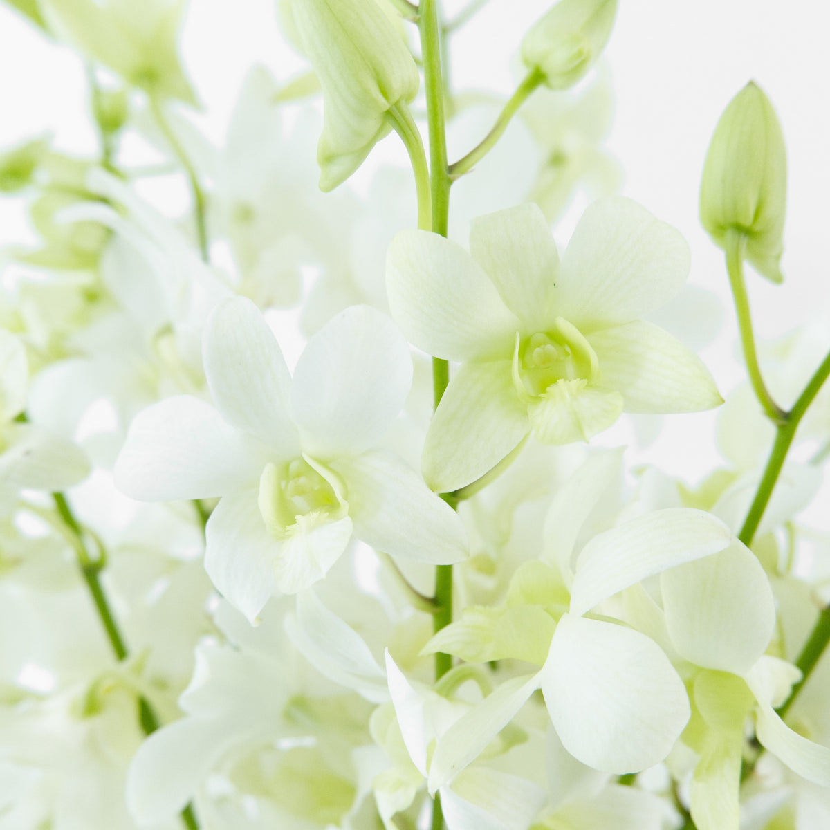 Dendrobium Orchid - White Malaysia