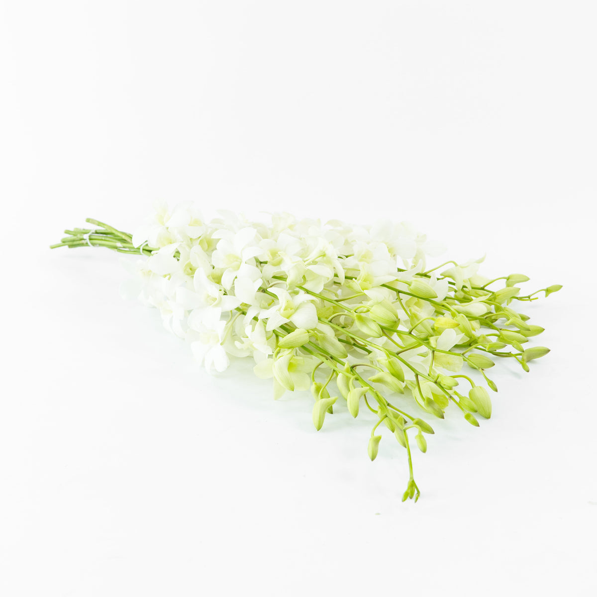 Dendrobium Orchid - White Malaysia