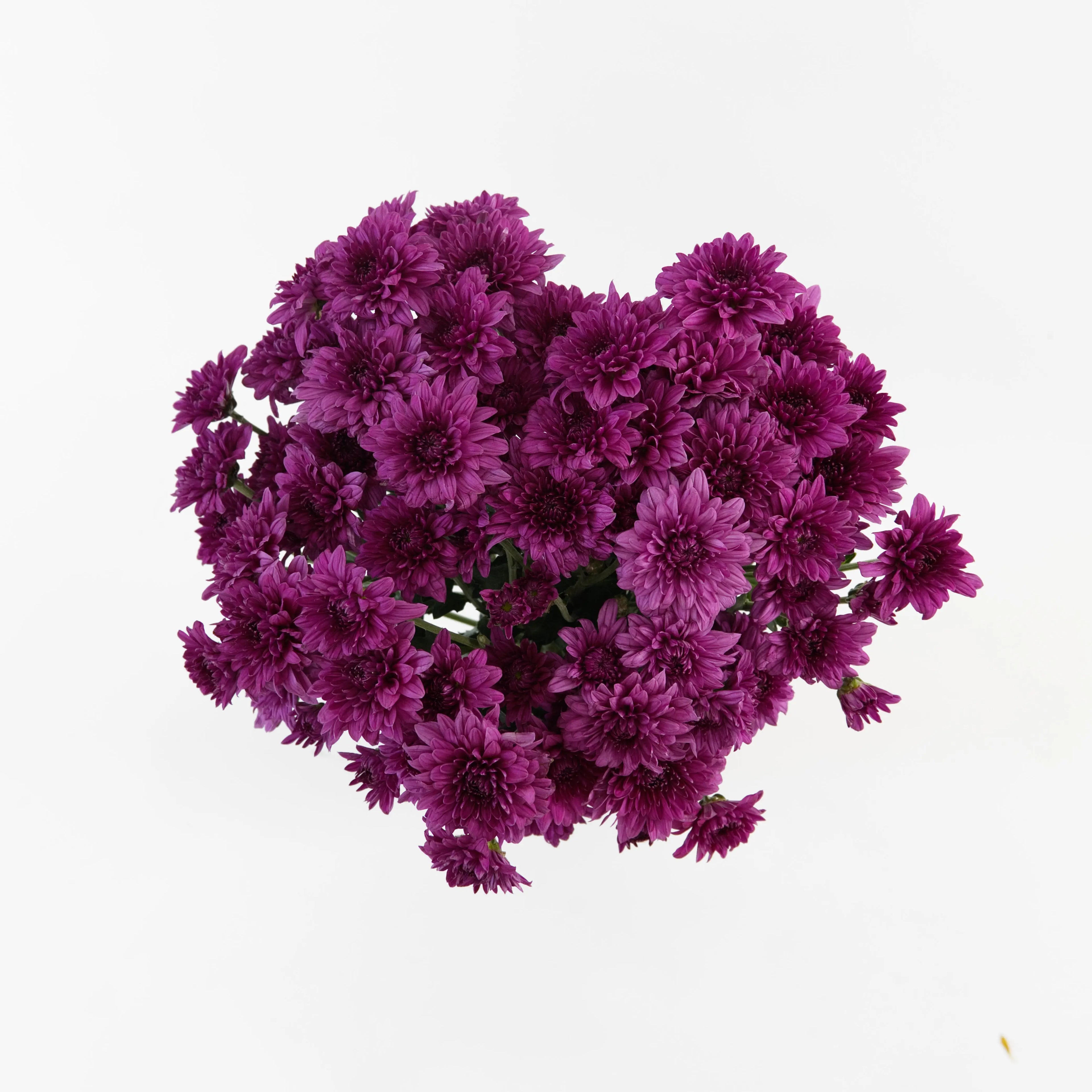 A wholesale bundle of fresh purple Chrysanthemum Pom Pom stems, prepared for shipment in Malaysia.