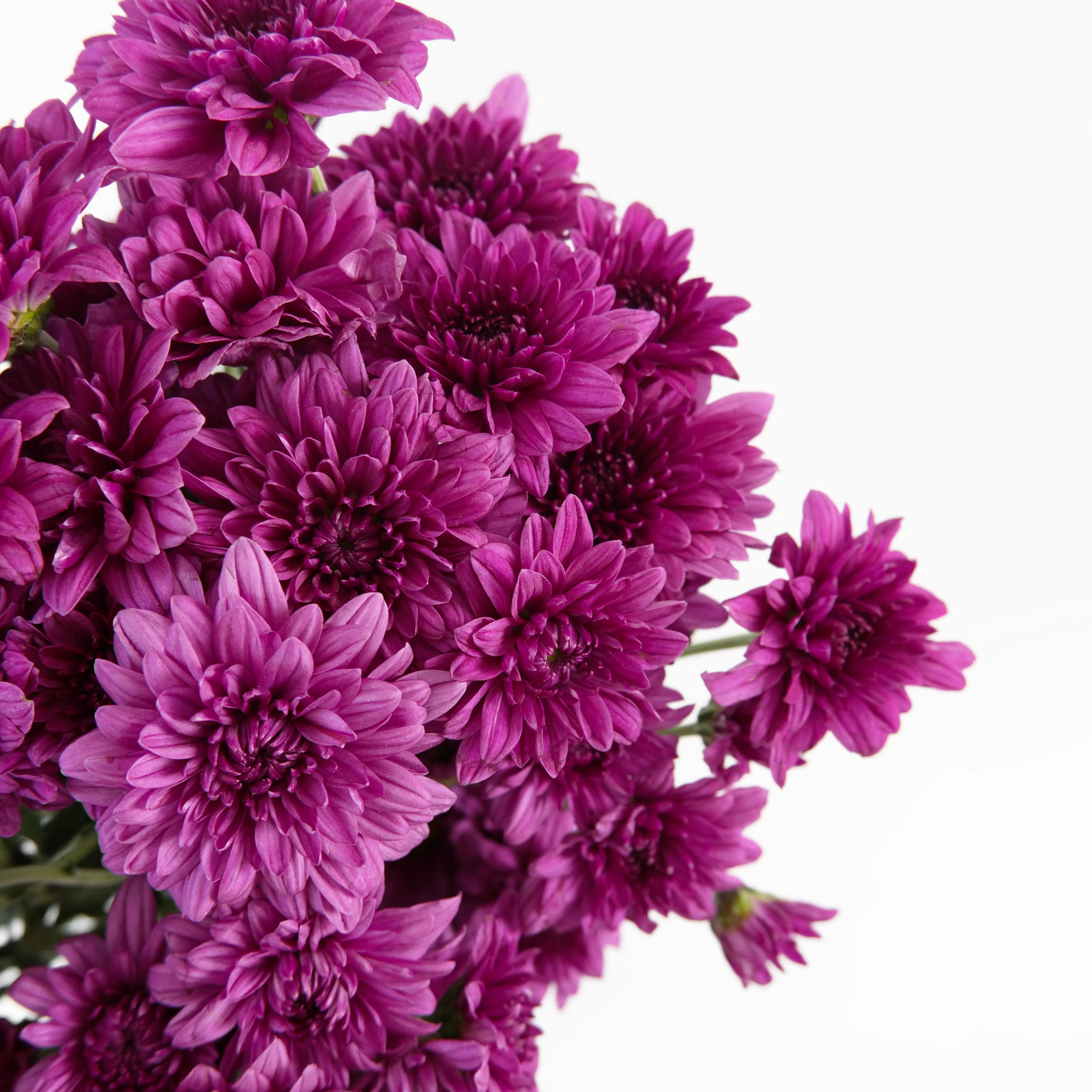 Close-up of a deep purple pom-pom chrysanthemum bloom showing its dense, ball-shaped petals, available from a KL wholesale supplier.