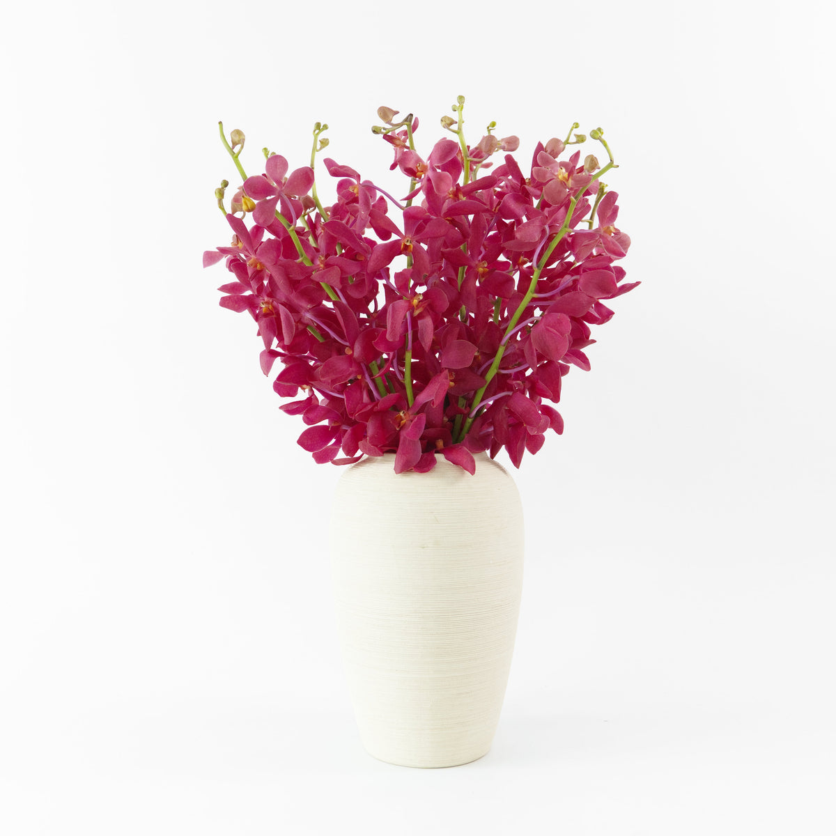 Mokara Orchid - Red Malaysia