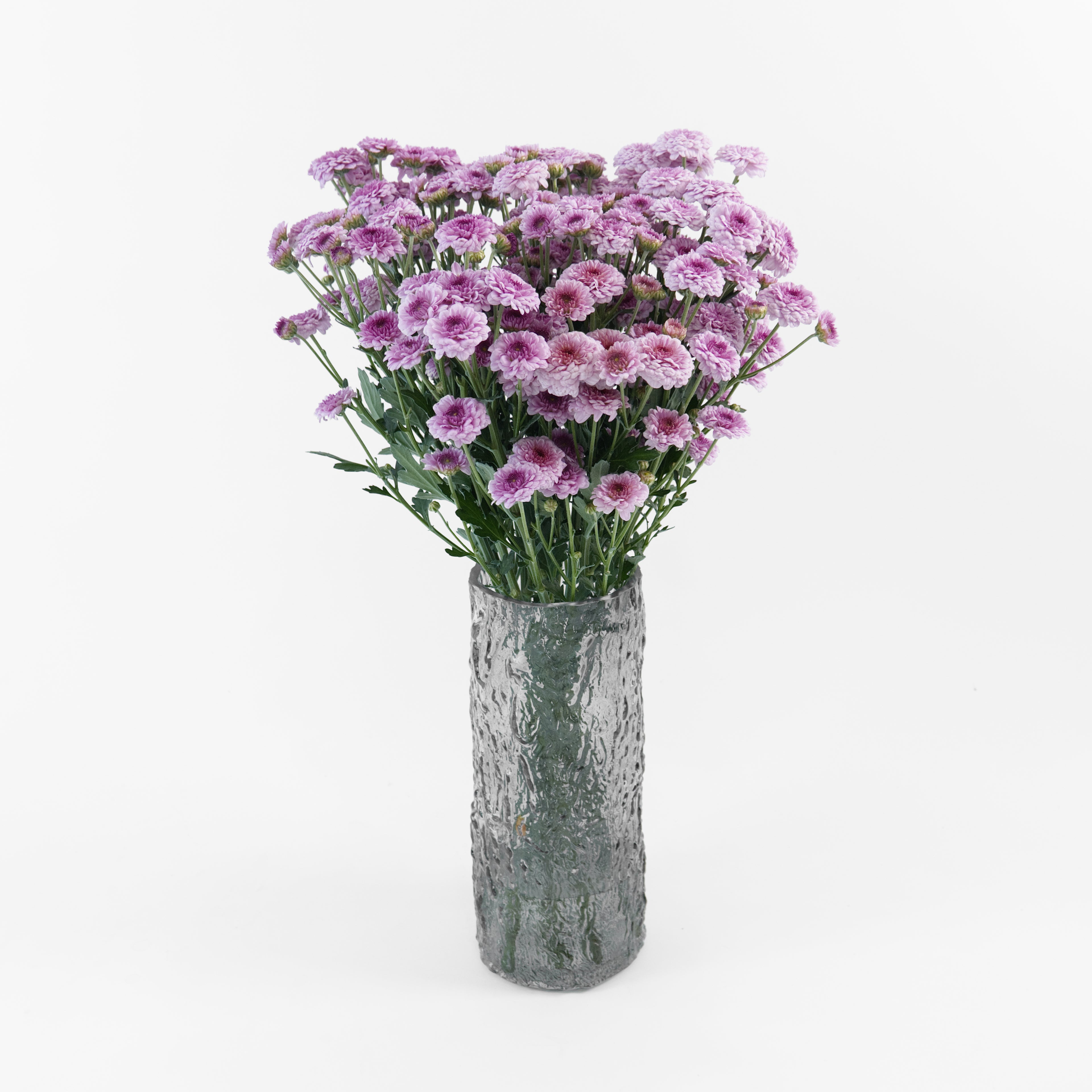 Bundles of wholesale pink Calimero miniature button chrysanthemums kept in clean water containers inside a floral cold storage room in Kuala Lumpur.