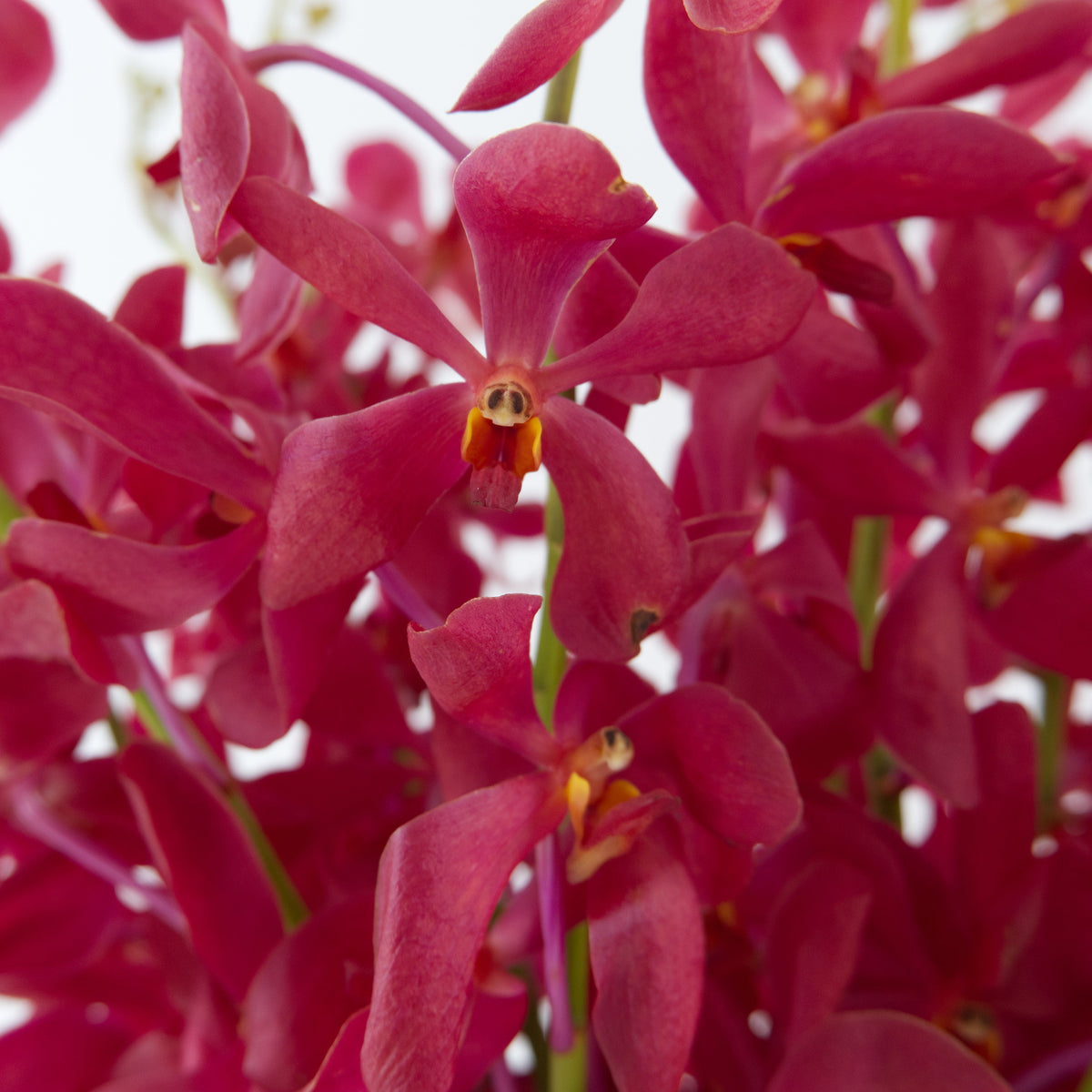 Mokara Orchid - Red Malaysia