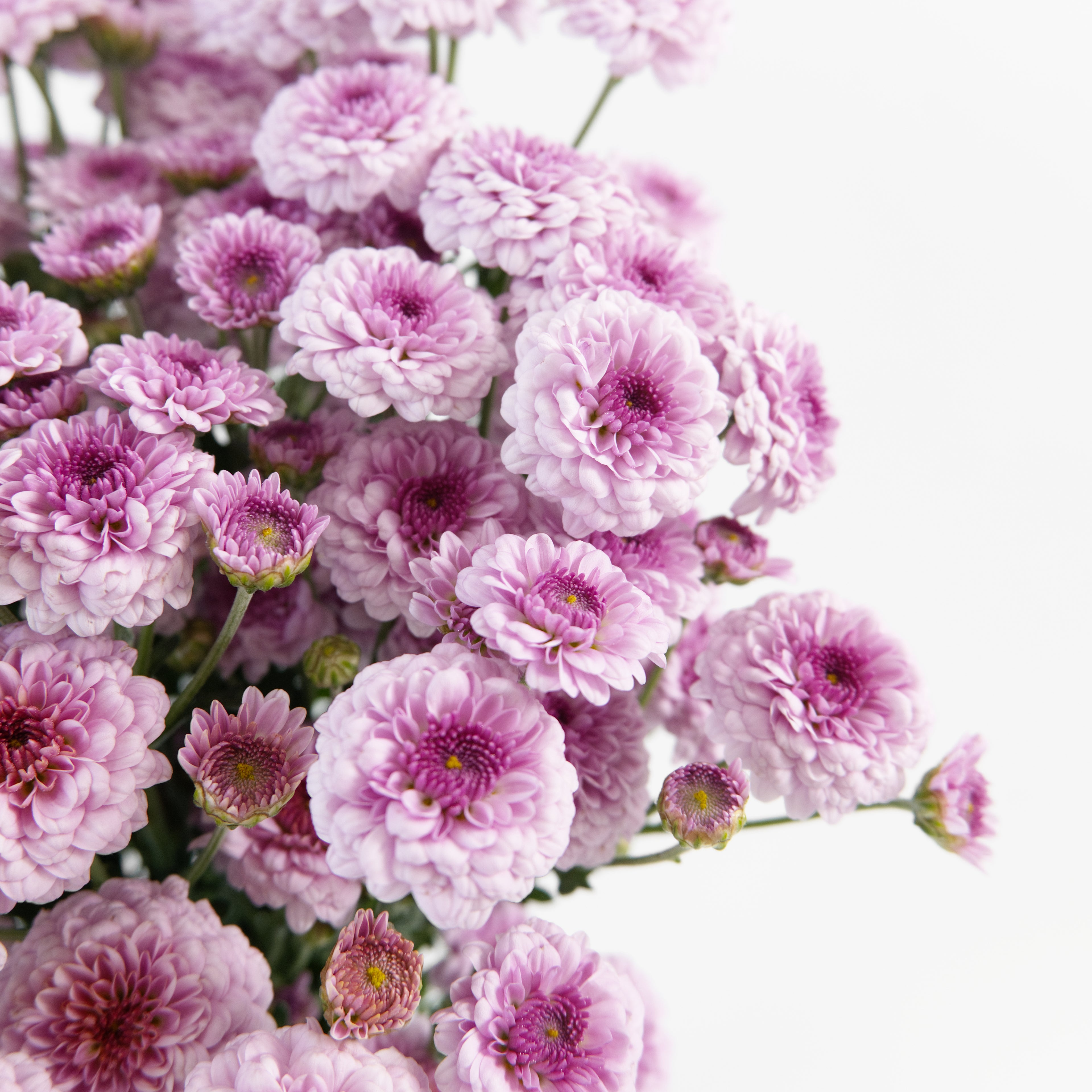 Close-up of tiny, perfect pink Calimero button chrysanthemum blooms clustered on a spray stem.