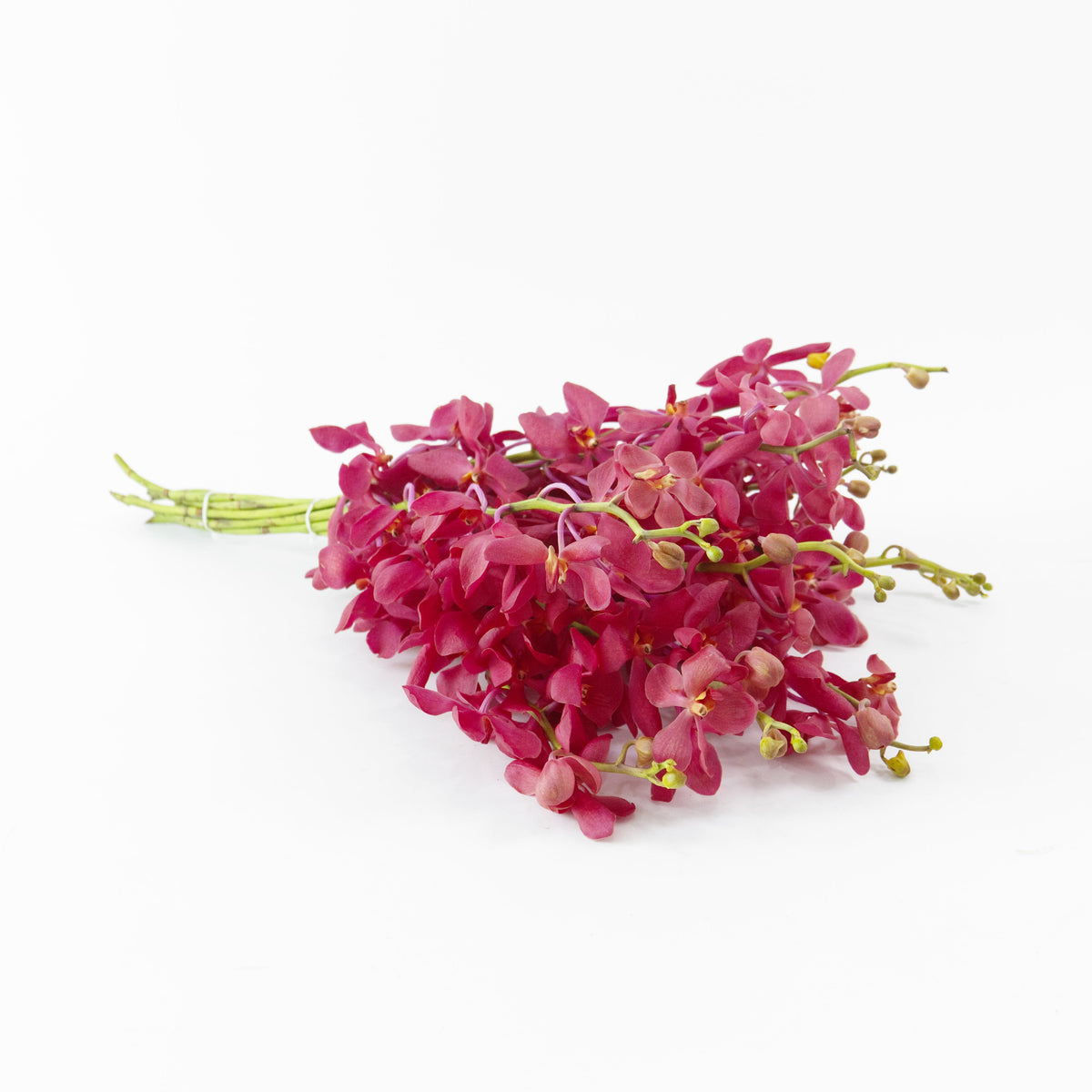 Mokara Orchid - Red Malaysia