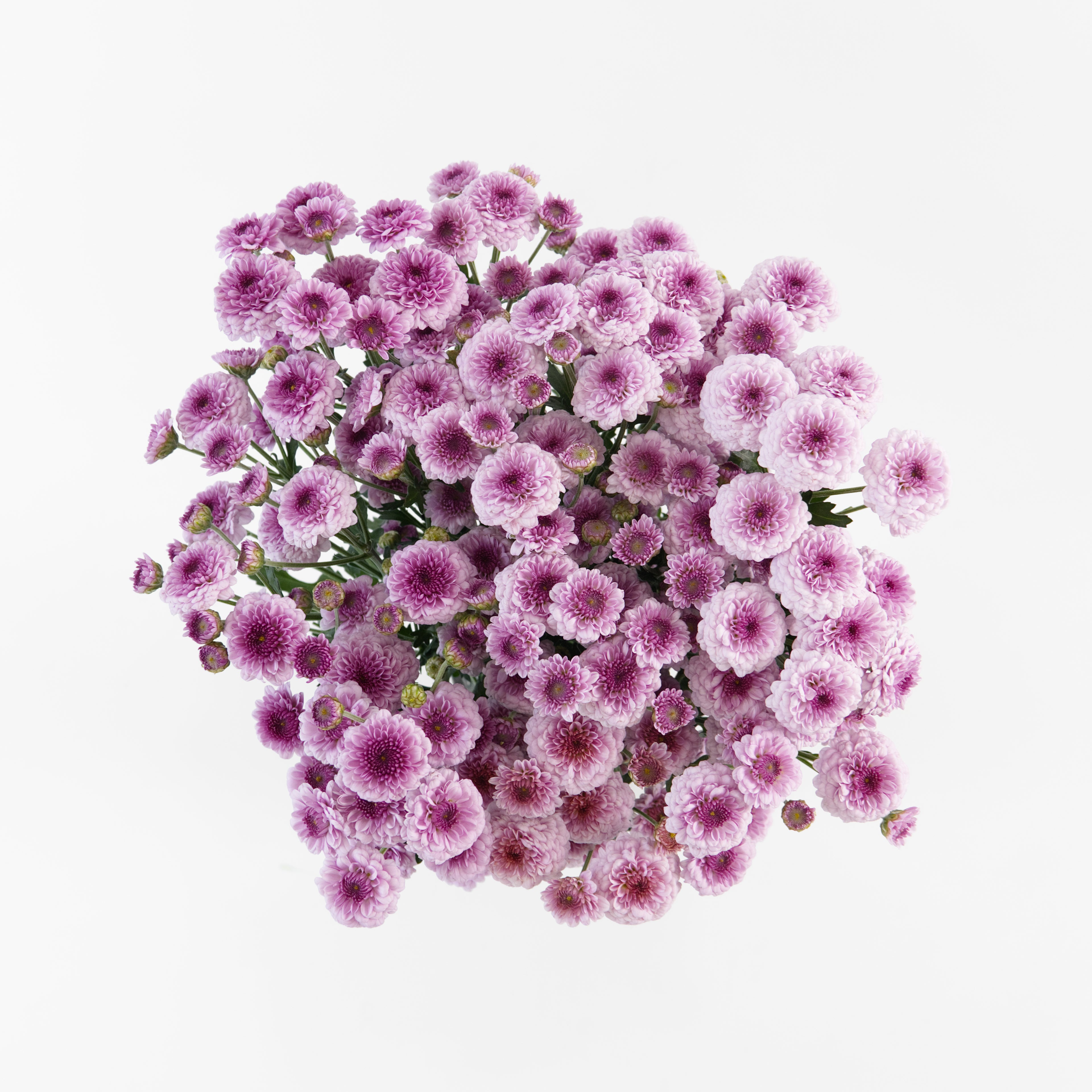 A wholesale bundle of fresh miniature pink Calimero Button Chrysanthemum stems, prepared for shipment in Malaysia.
