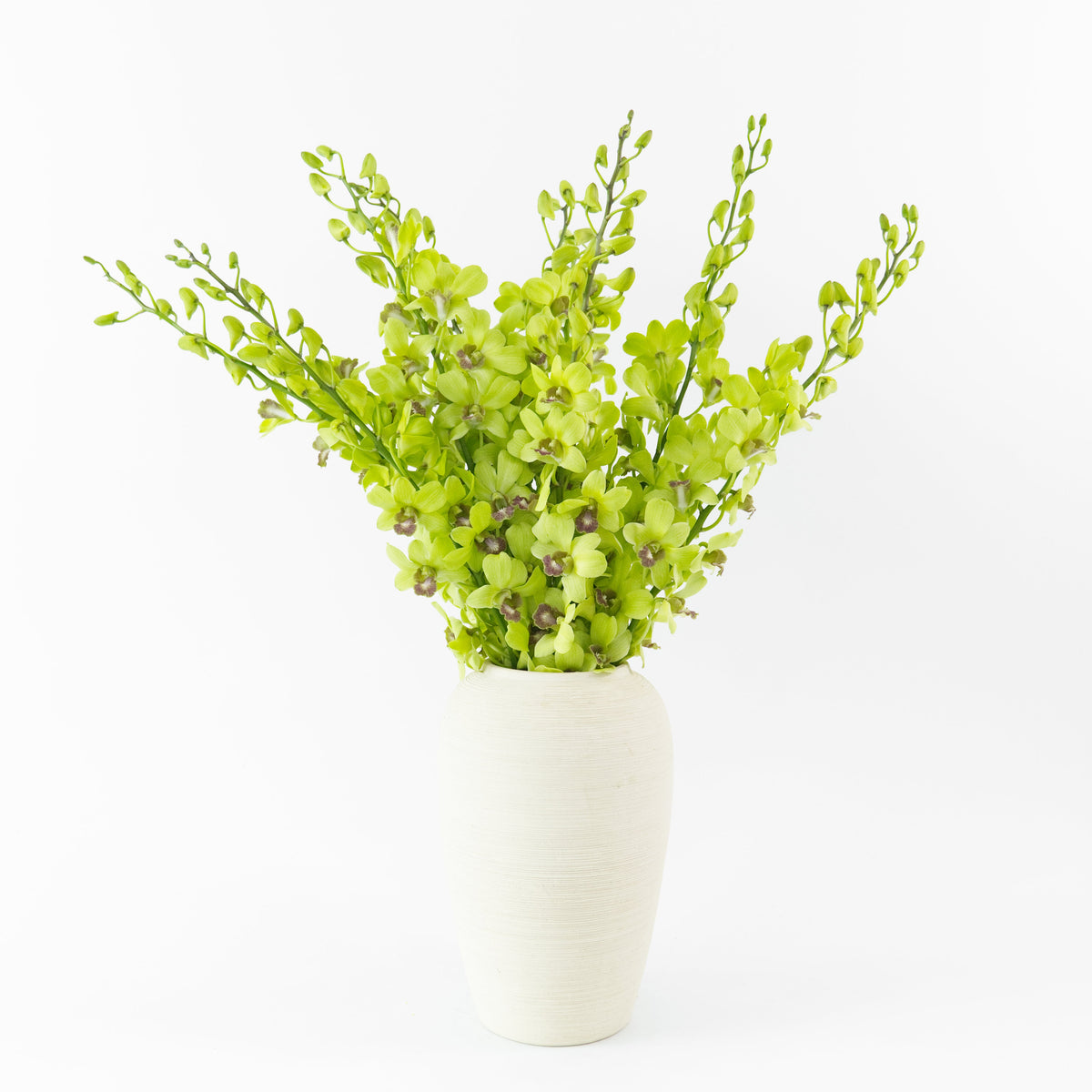Dendrobium Orchid - Green Malaysia