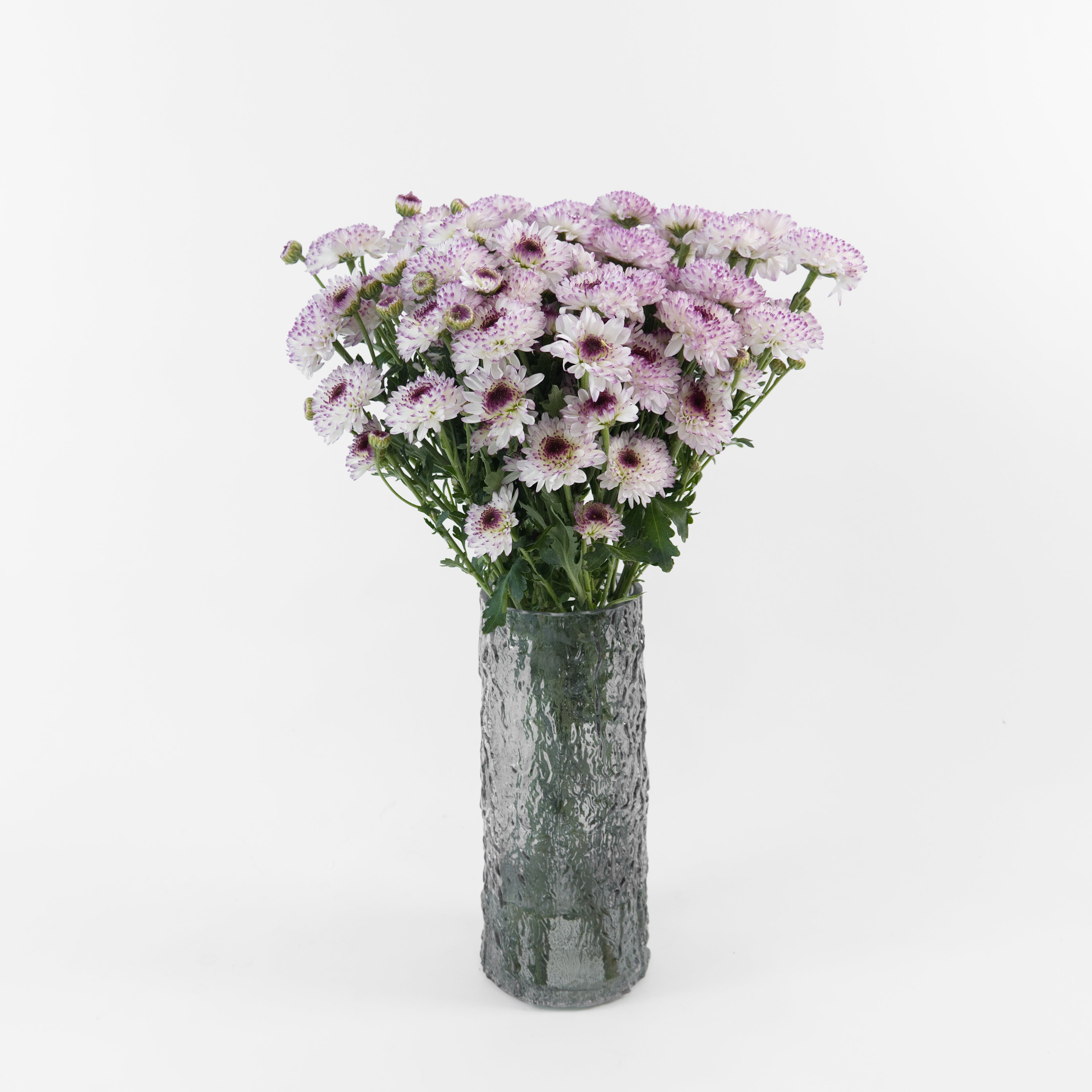 Bundles of wholesale purple-white Calimero miniature button chrysanthemums kept in clean water containers inside a floral cold storage room in Kuala Lumpur.
