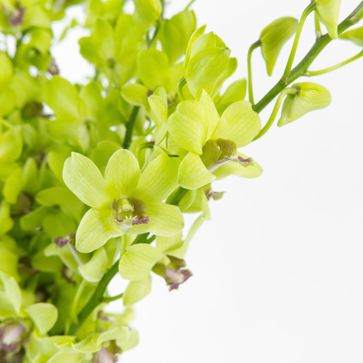 Dendrobium Orchid - Green Malaysia