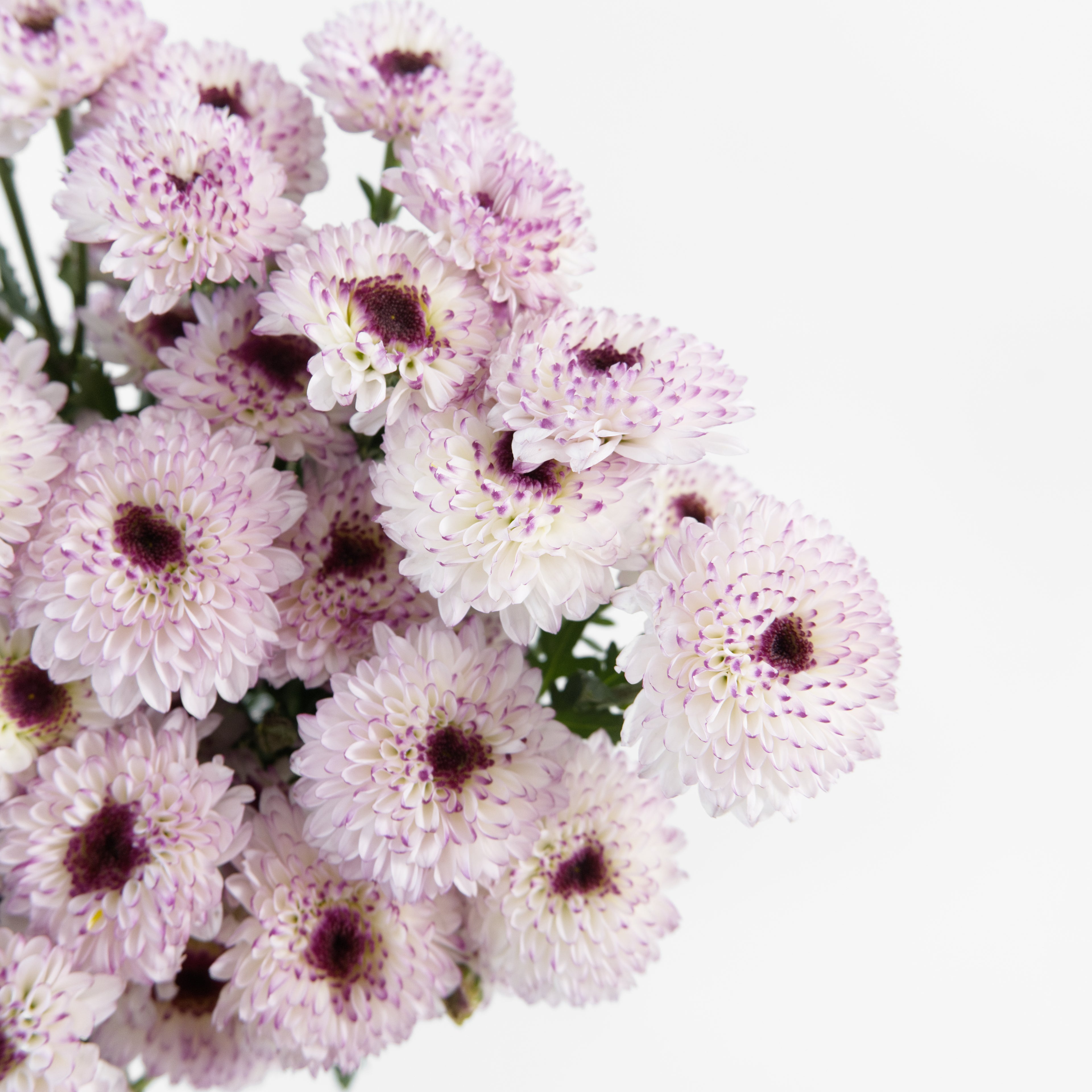 Close-up of tiny, perfect purple and white Calimero button chrysanthemum blooms clustered on a spray stem.