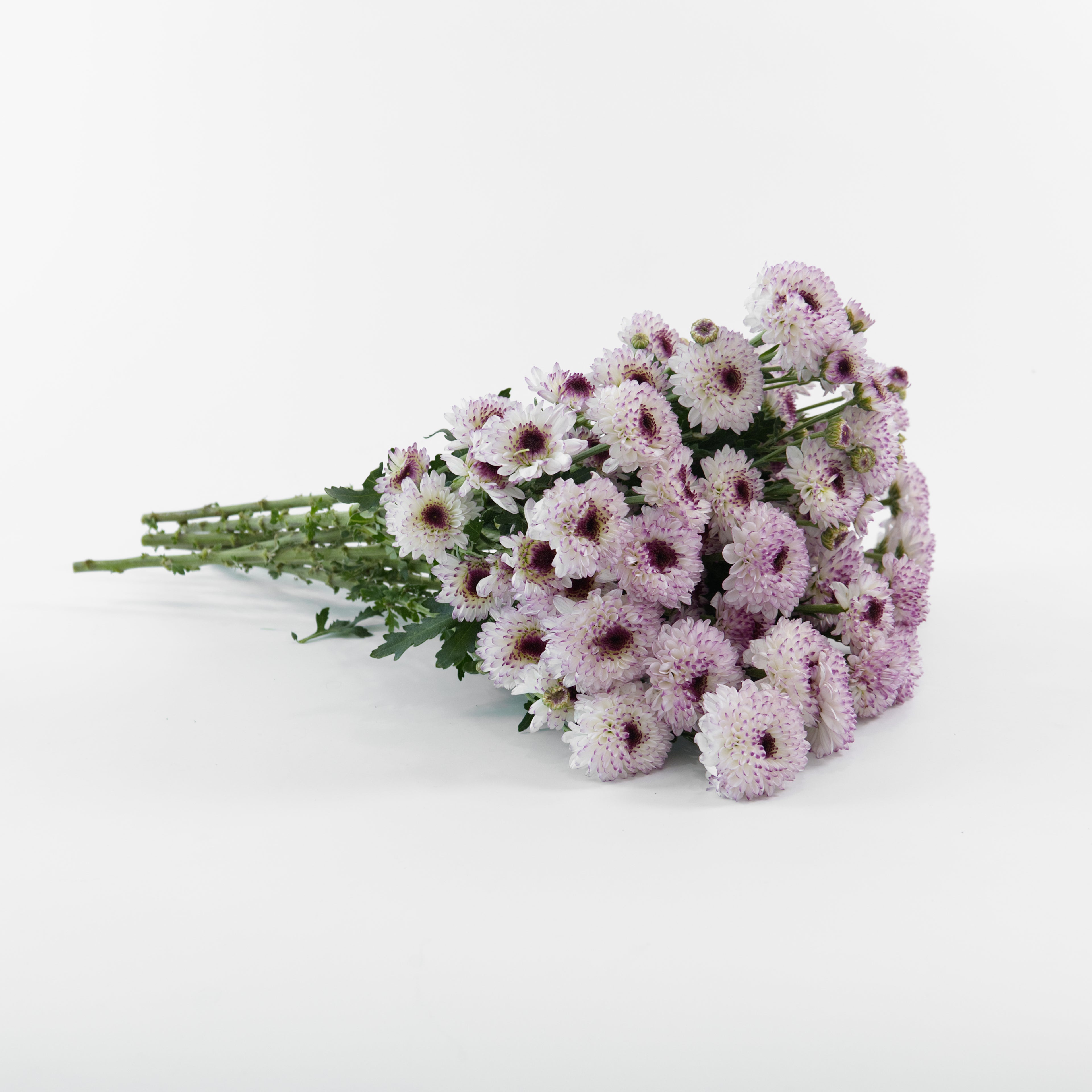 A wholesale bundle of fresh miniature purple and white Calimero Button Chrysanthemum stems, prepared for shipment in Malaysia.