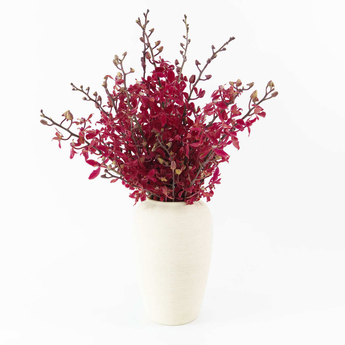 Orchid - Anora Red Malaysia