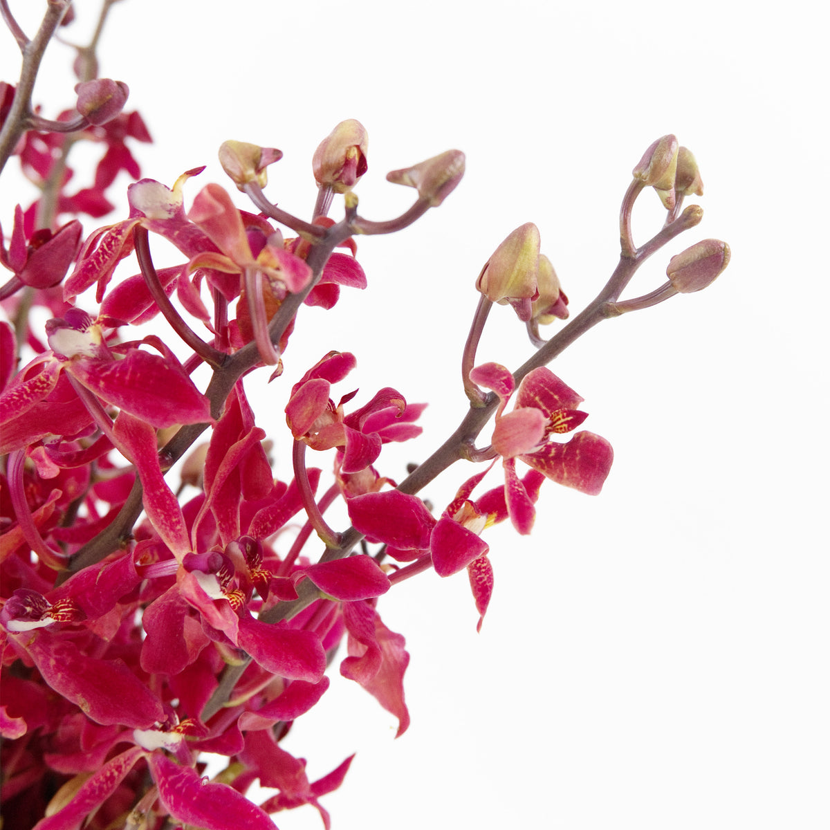 Orchid - Anora Red Malaysia