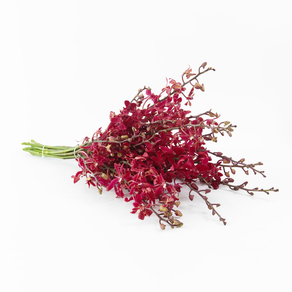 Orchid - Anora Red Malaysia