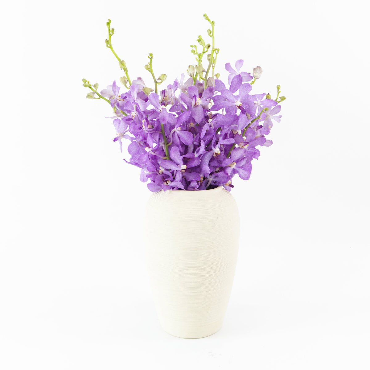 Mokara Orchid - Light Purple Malaysia