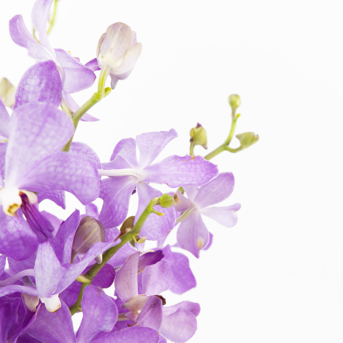 Mokara Orchid - Light Purple Malaysia