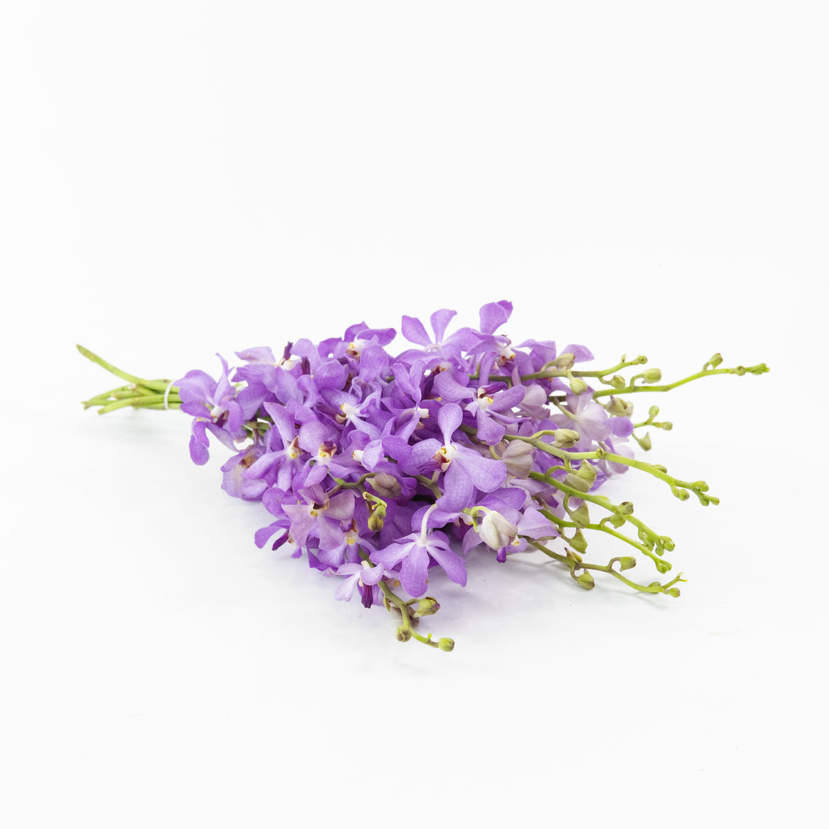Mokara Orchid - Light Purple Malaysia