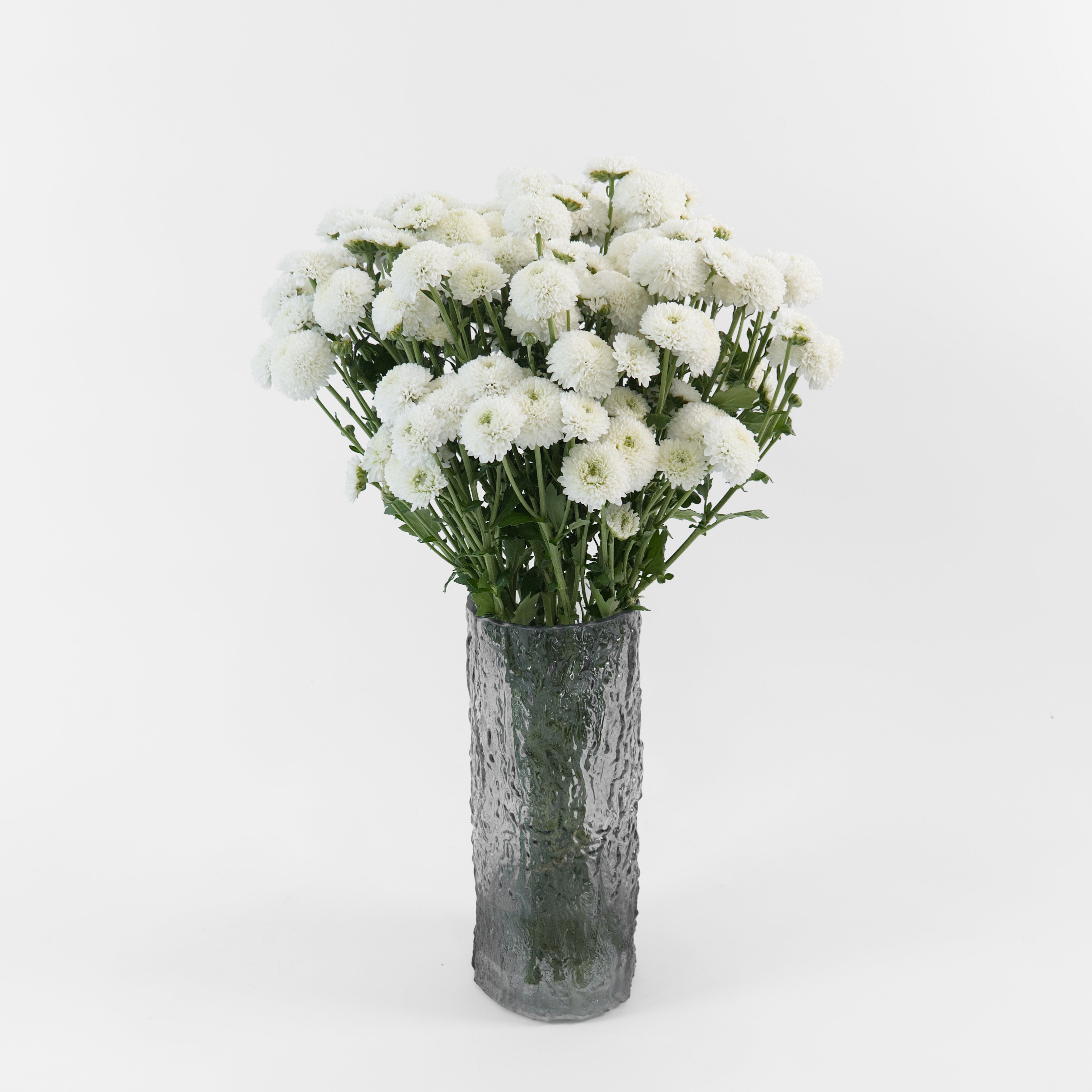 Bundles of wholesale white Calimero miniature button chrysanthemums kept in clean water containers inside a floral cold storage room in Kuala Lumpur.