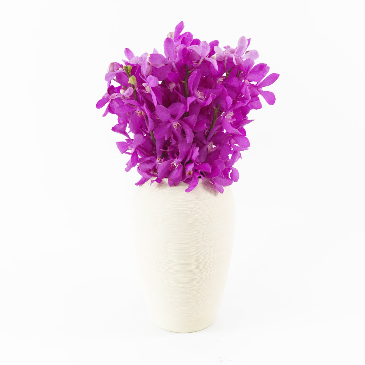 Mokara Orchid - Cherry Malaysia