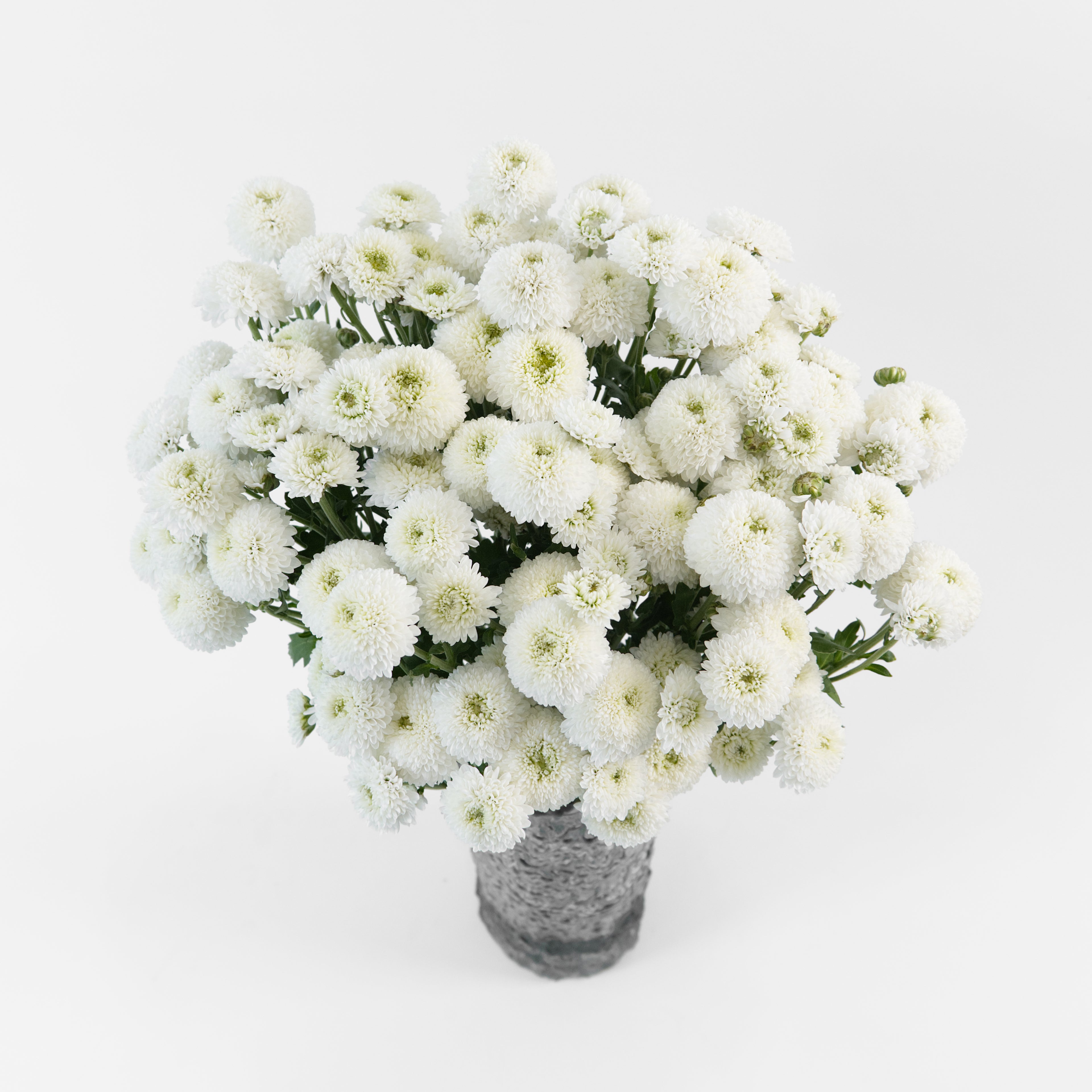 A wholesale bundle of fresh miniature white Calimero Button Chrysanthemum stems, prepared for shipment in Malaysia.