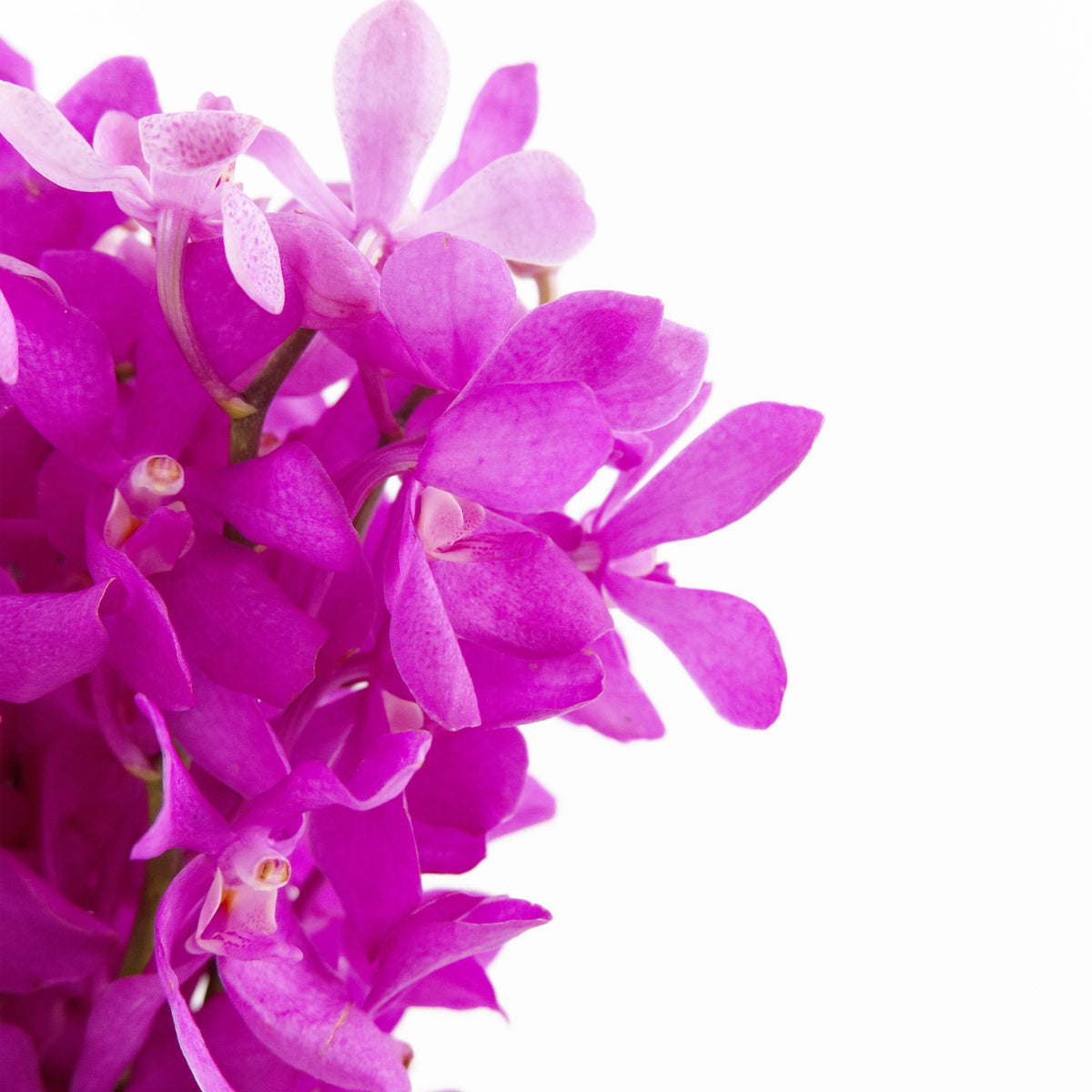 Mokara Orchid - Cherry Malaysia