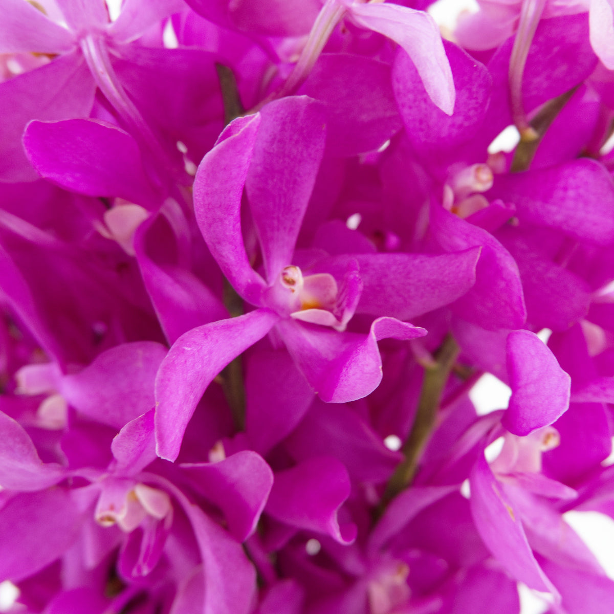 Mokara Orchid - Cherry Malaysia