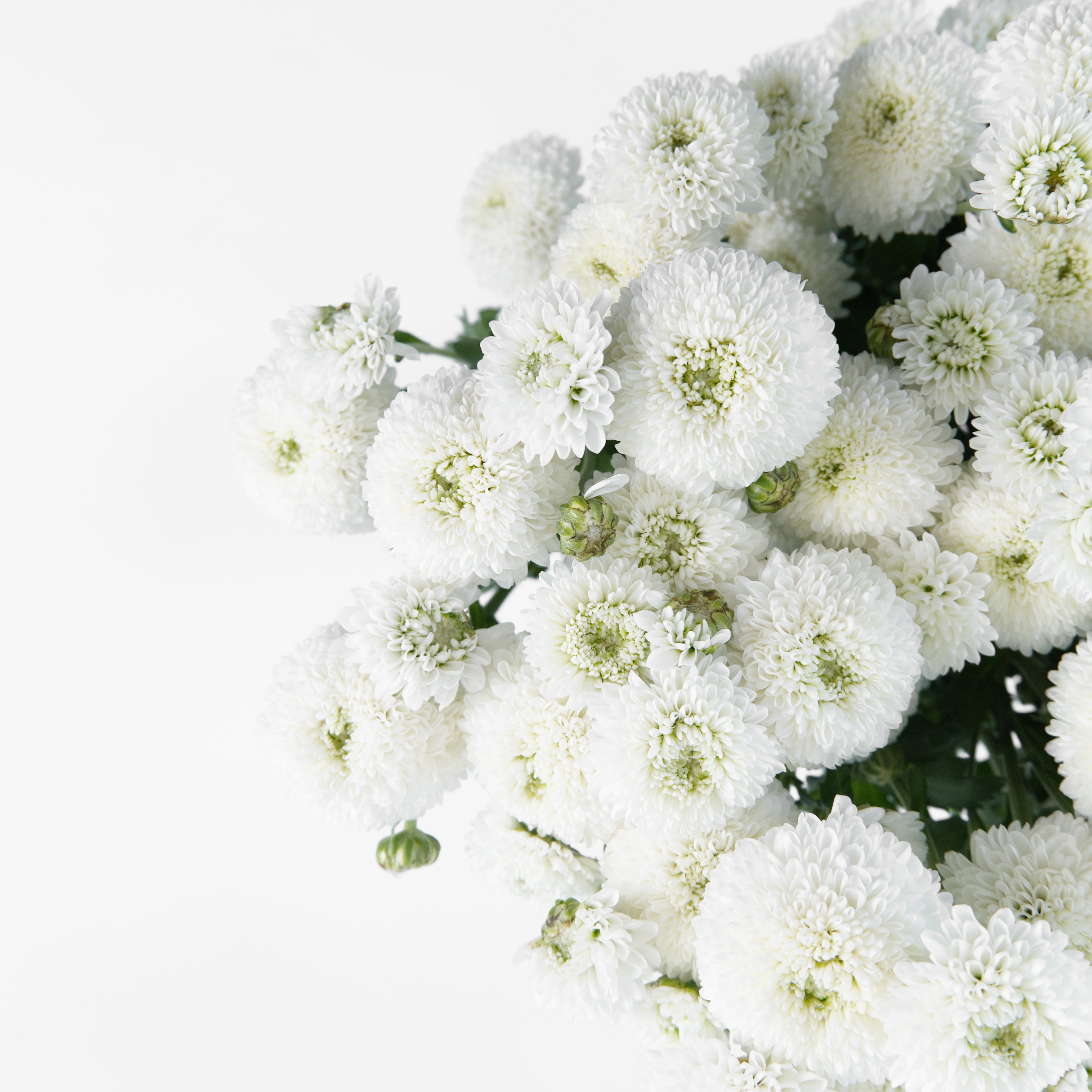 Close-up of tiny, perfect white Calimero button chrysanthemum blooms clustered on a spray stem.