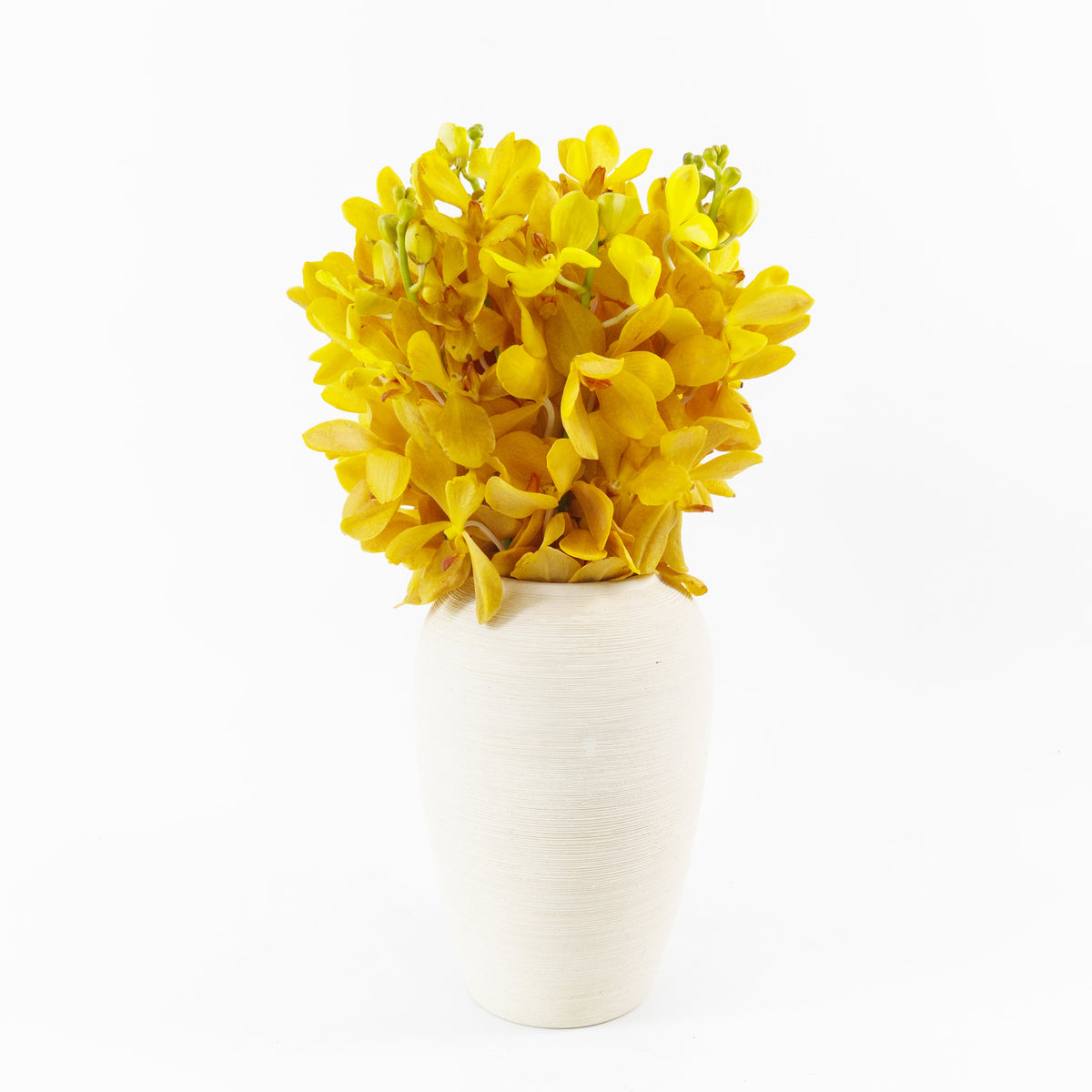 Mokara Orchid - Gold Malaysia